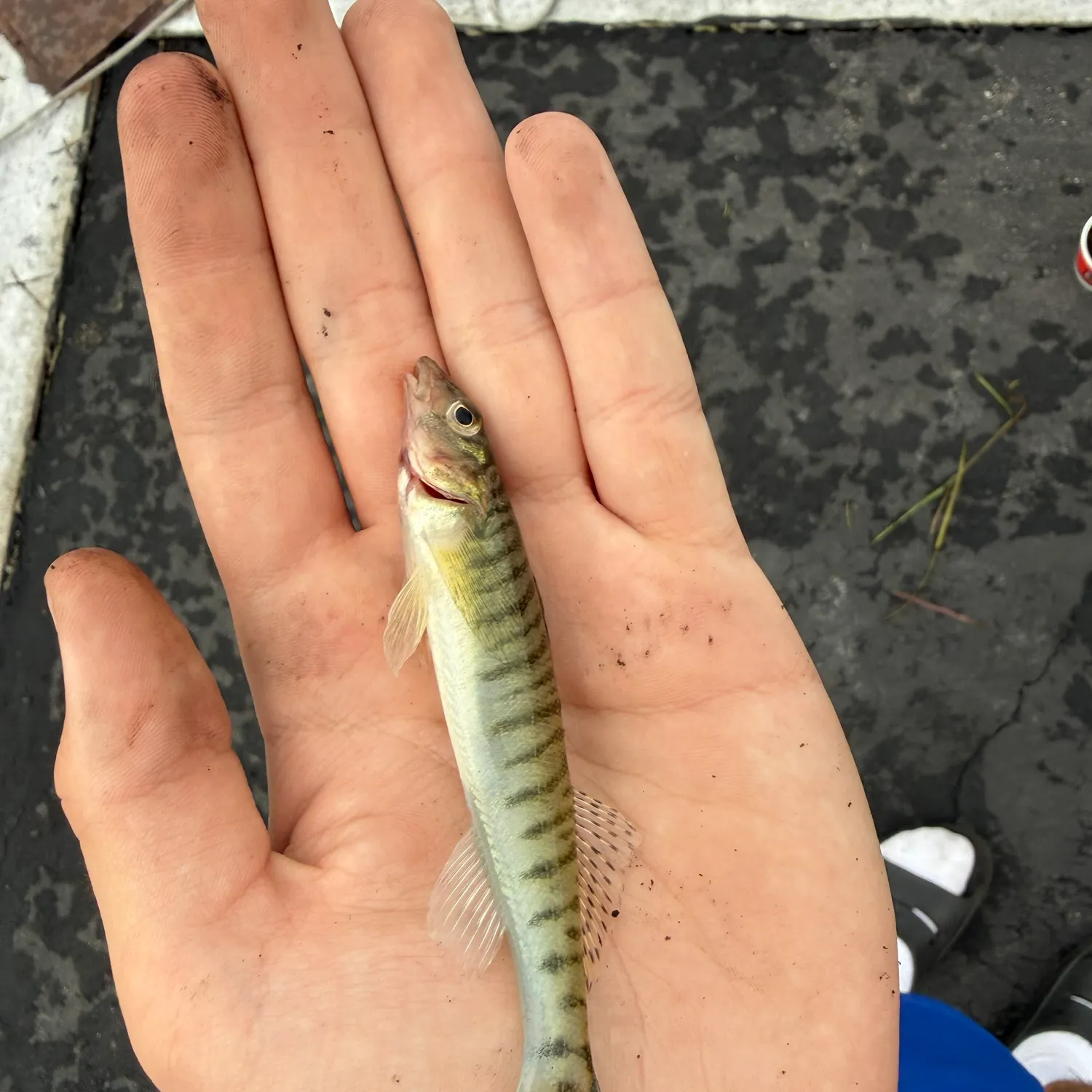 The most recent Common logperch catches on Fishbrain