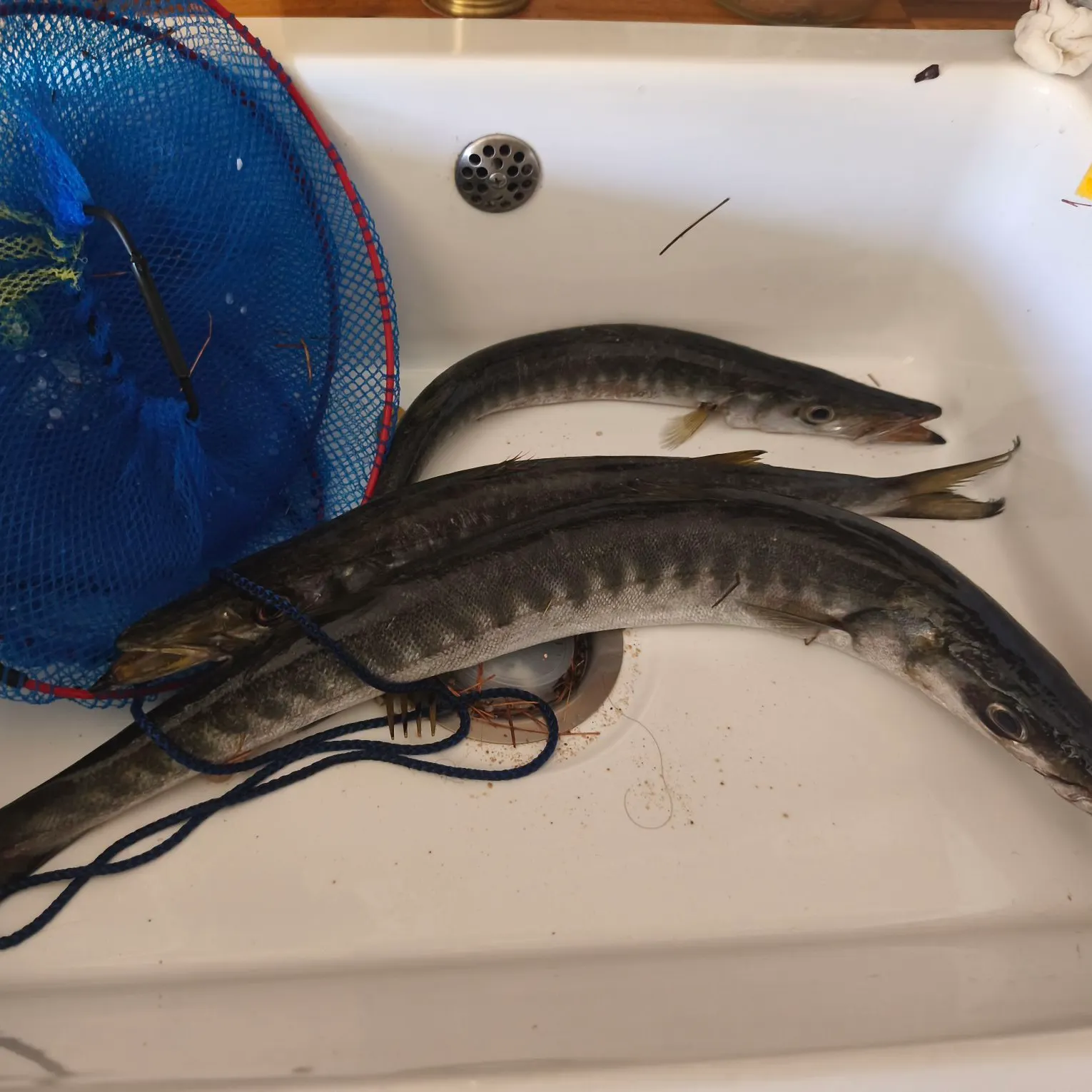 The most recent Pickhandle barracuda catches on Fishbrain