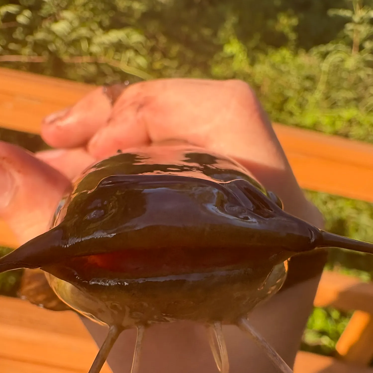 Yellow bullhead caught on Fishbrain