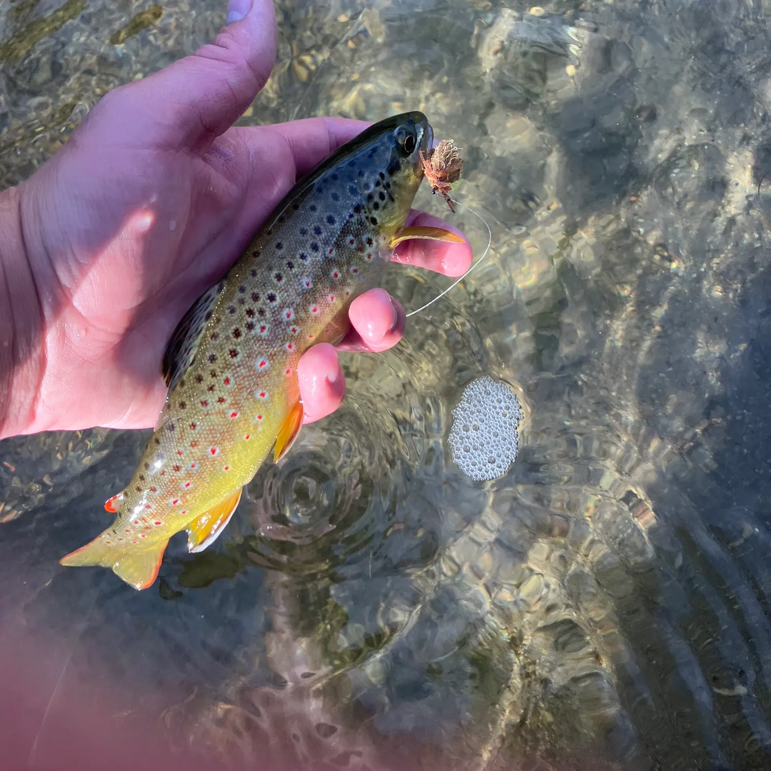 Brown trout caught on Fishbrain