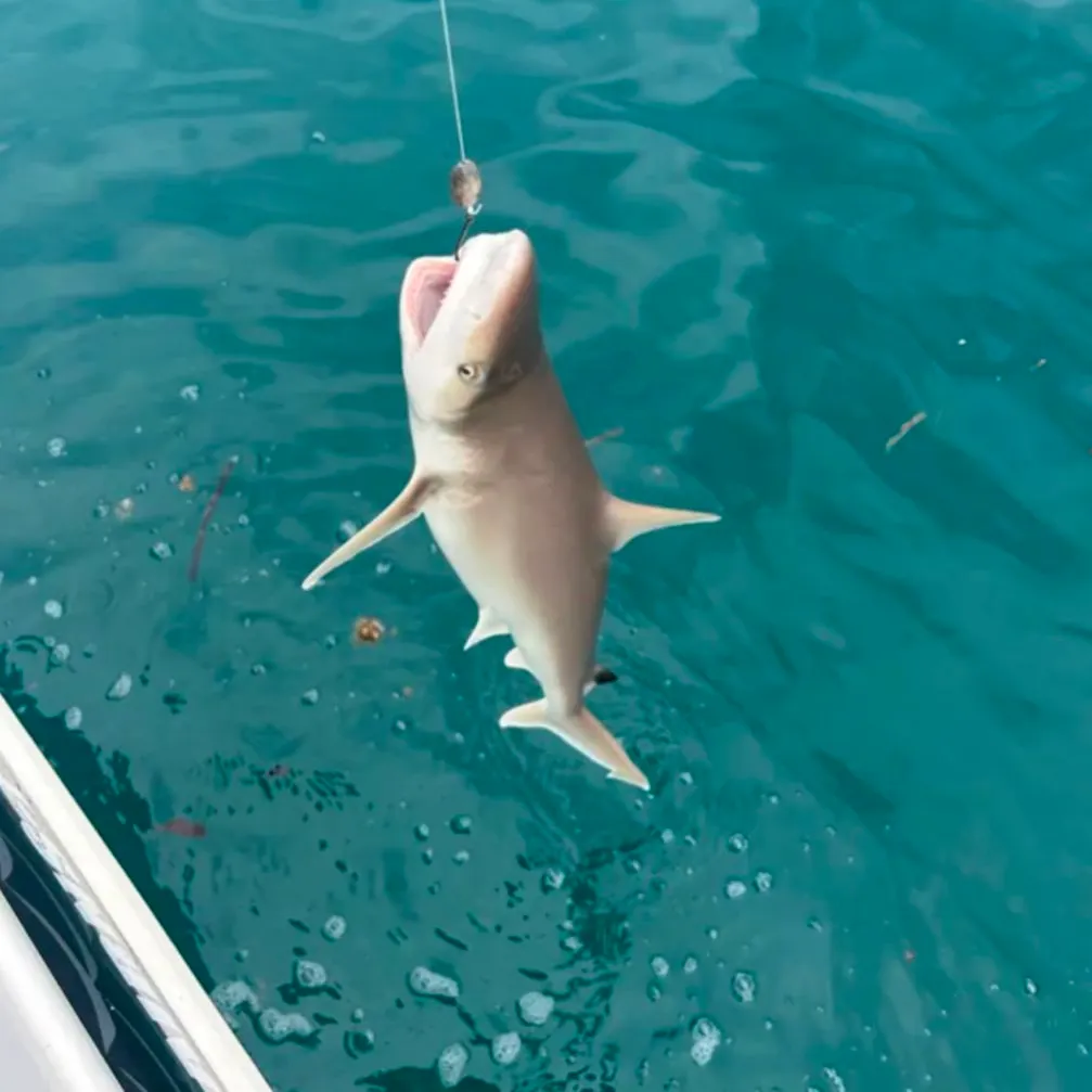 The most recent Sandbar shark catches on Fishbrain