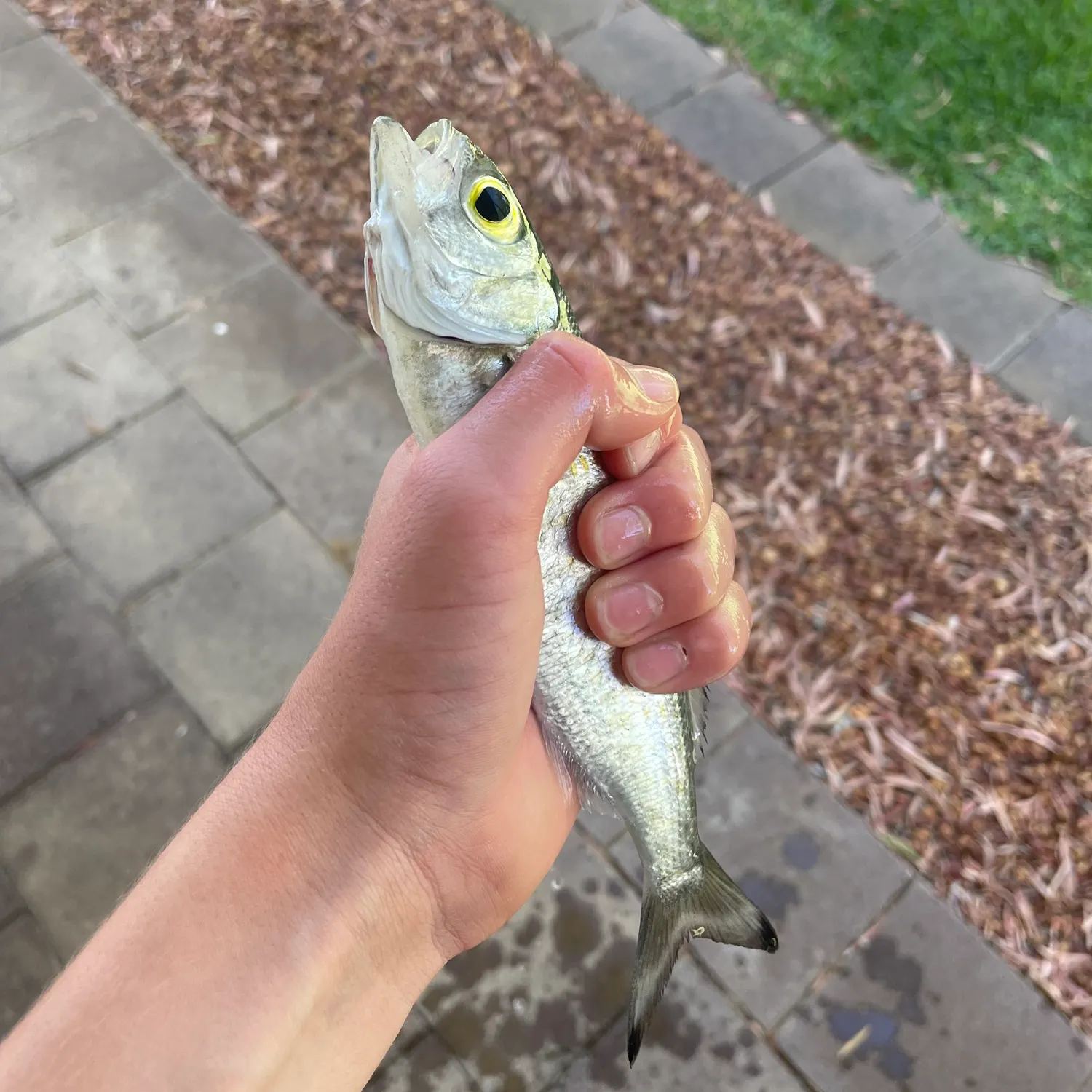 The most recent Australian ruff catches on Fishbrain