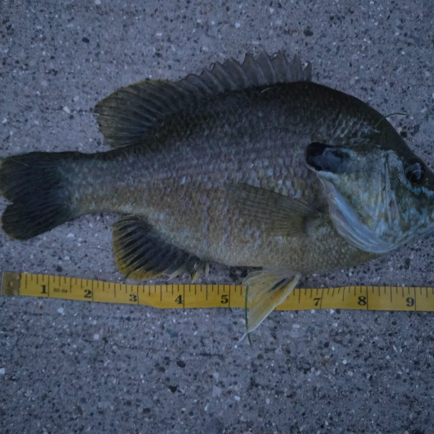 Bluegill caught on Fishbrain