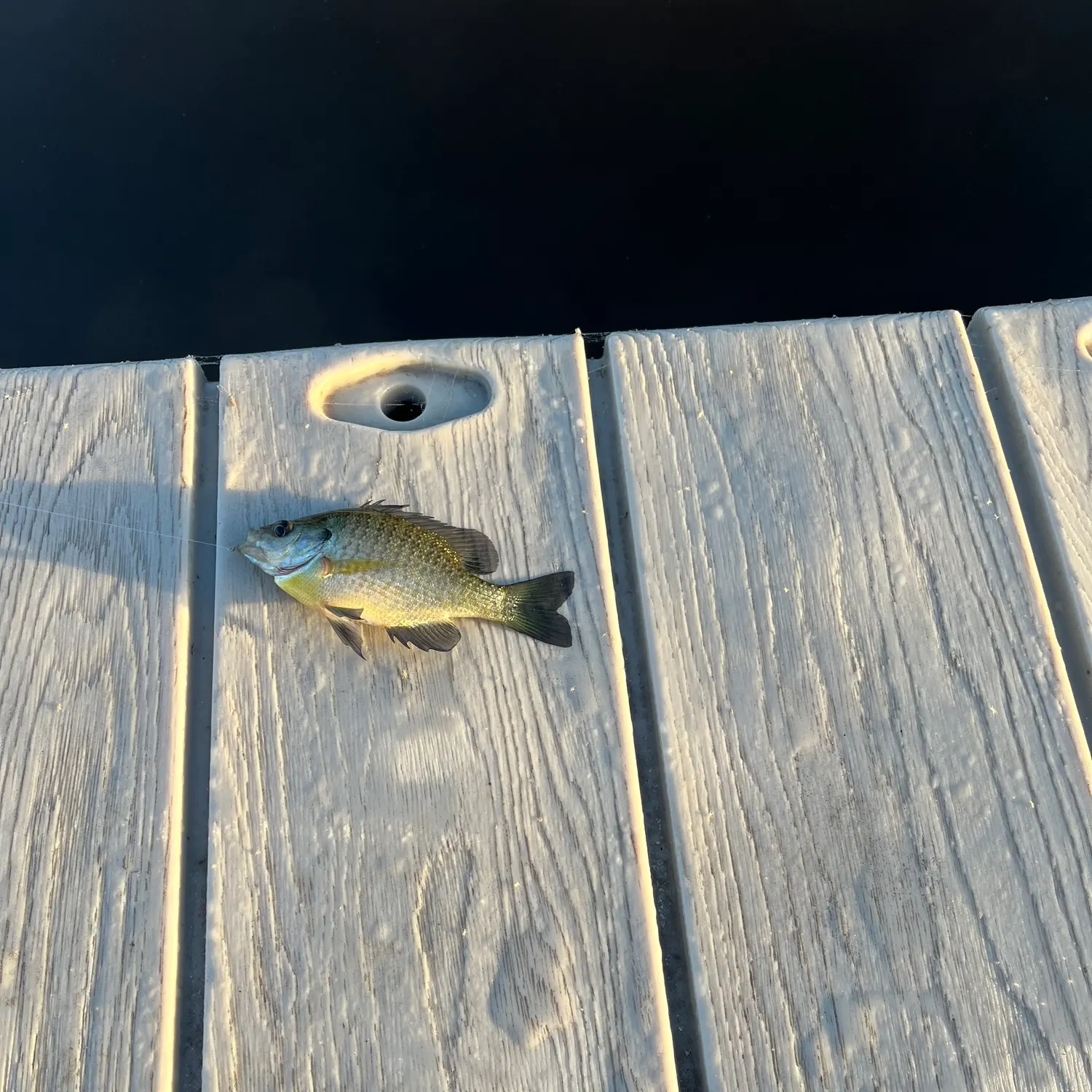 Bluegill caught on Fishbrain