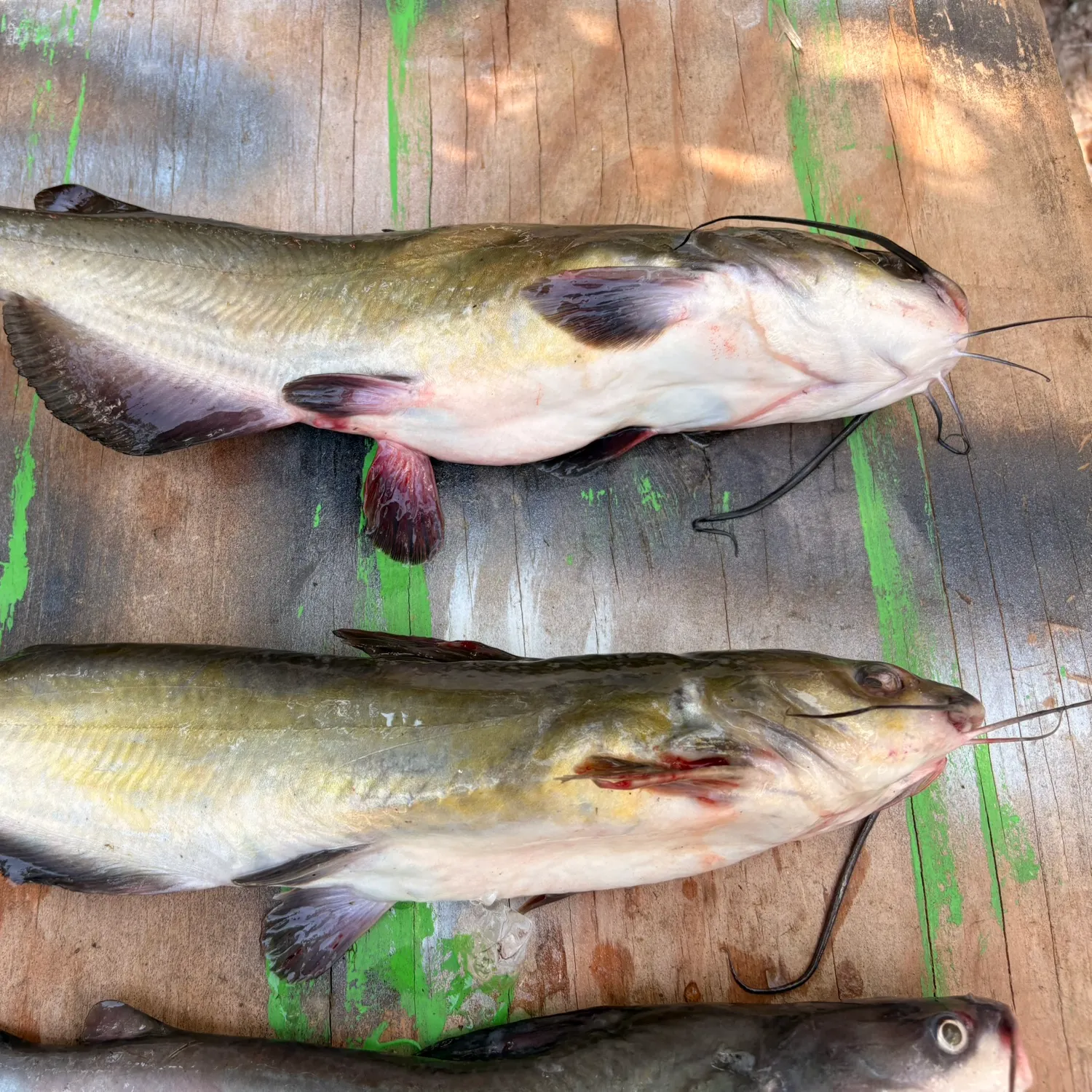 Channel catfish caught on Fishbrain