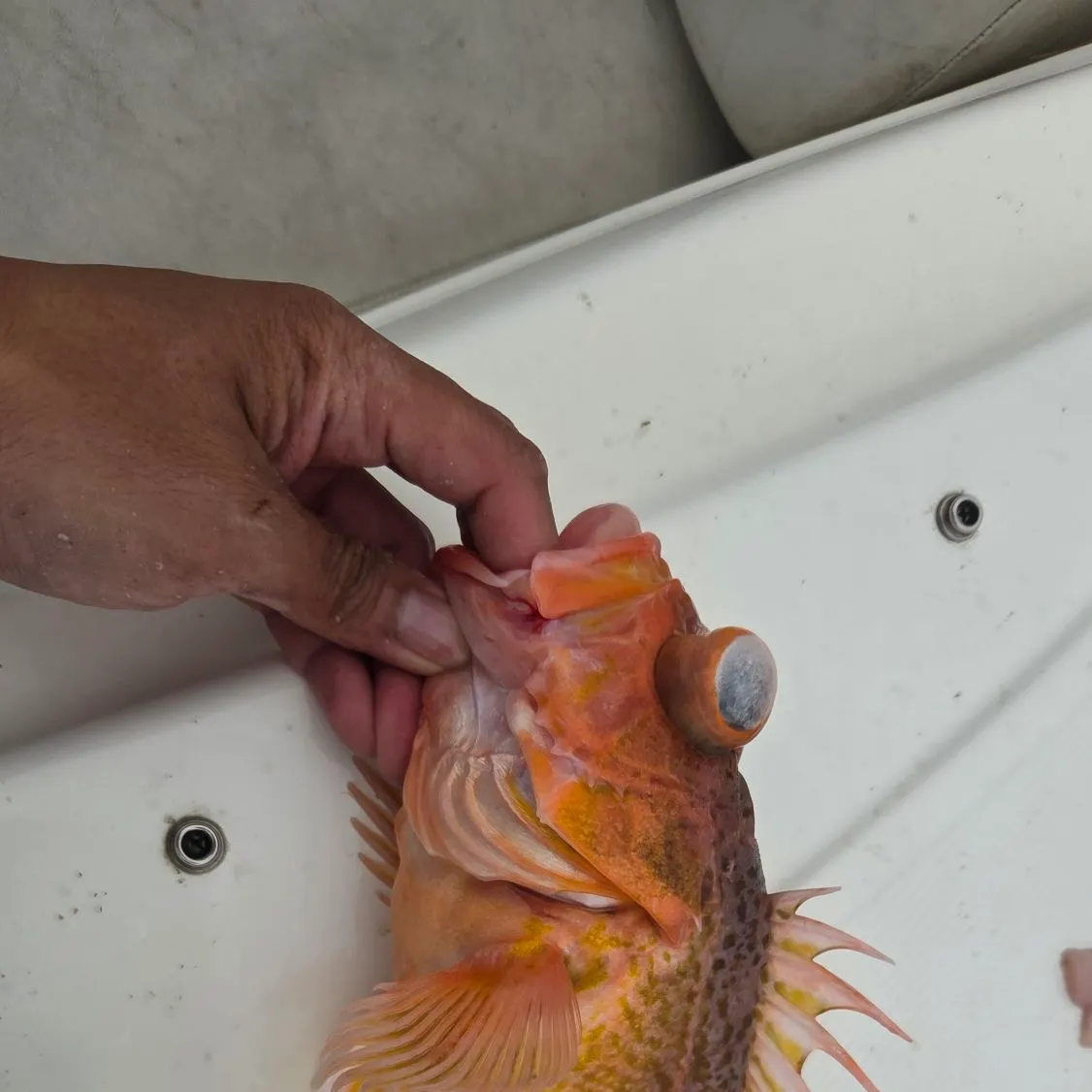 The most recent Greenspotted rockfish catches on Fishbrain