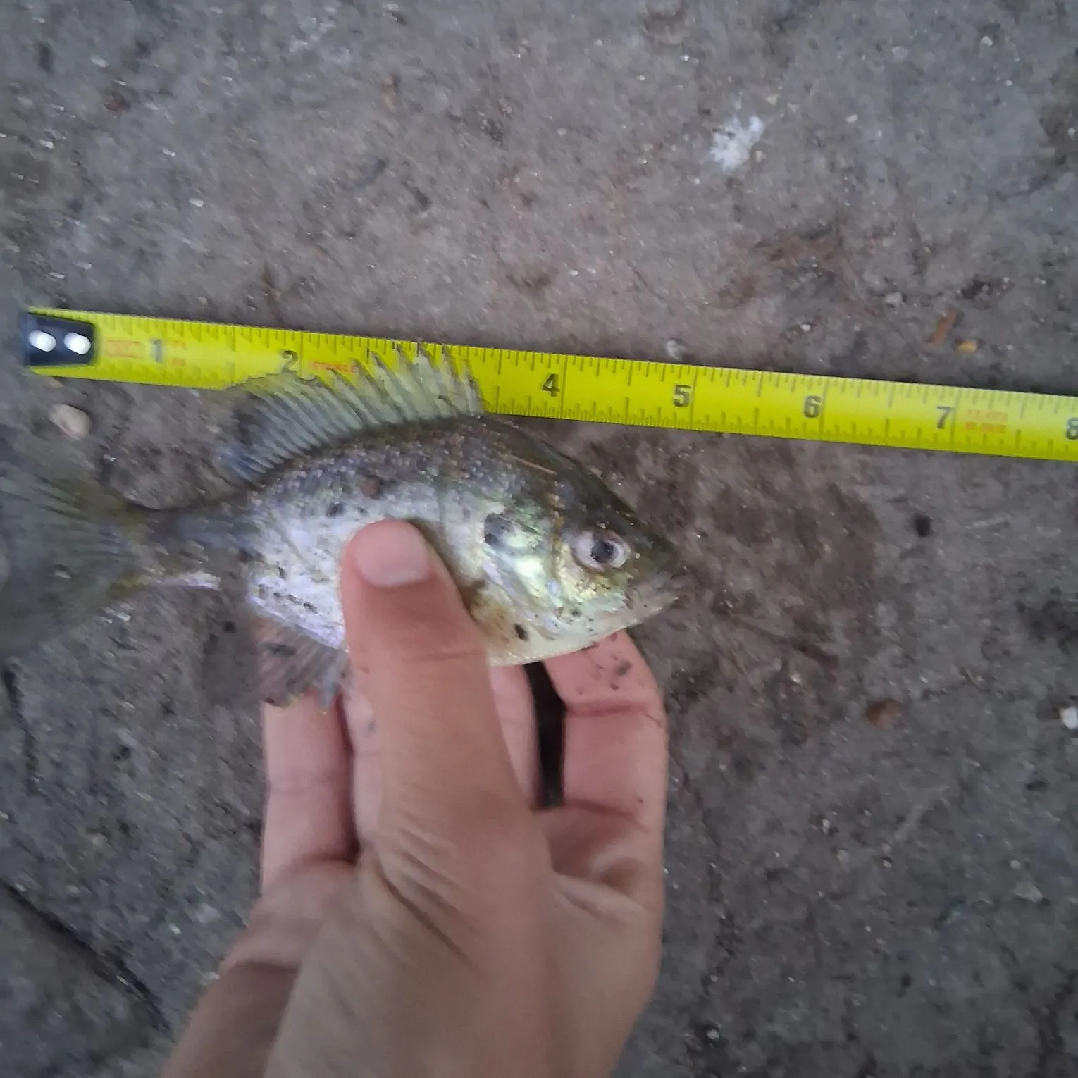The most recent Bluegill catches on Fishbrain