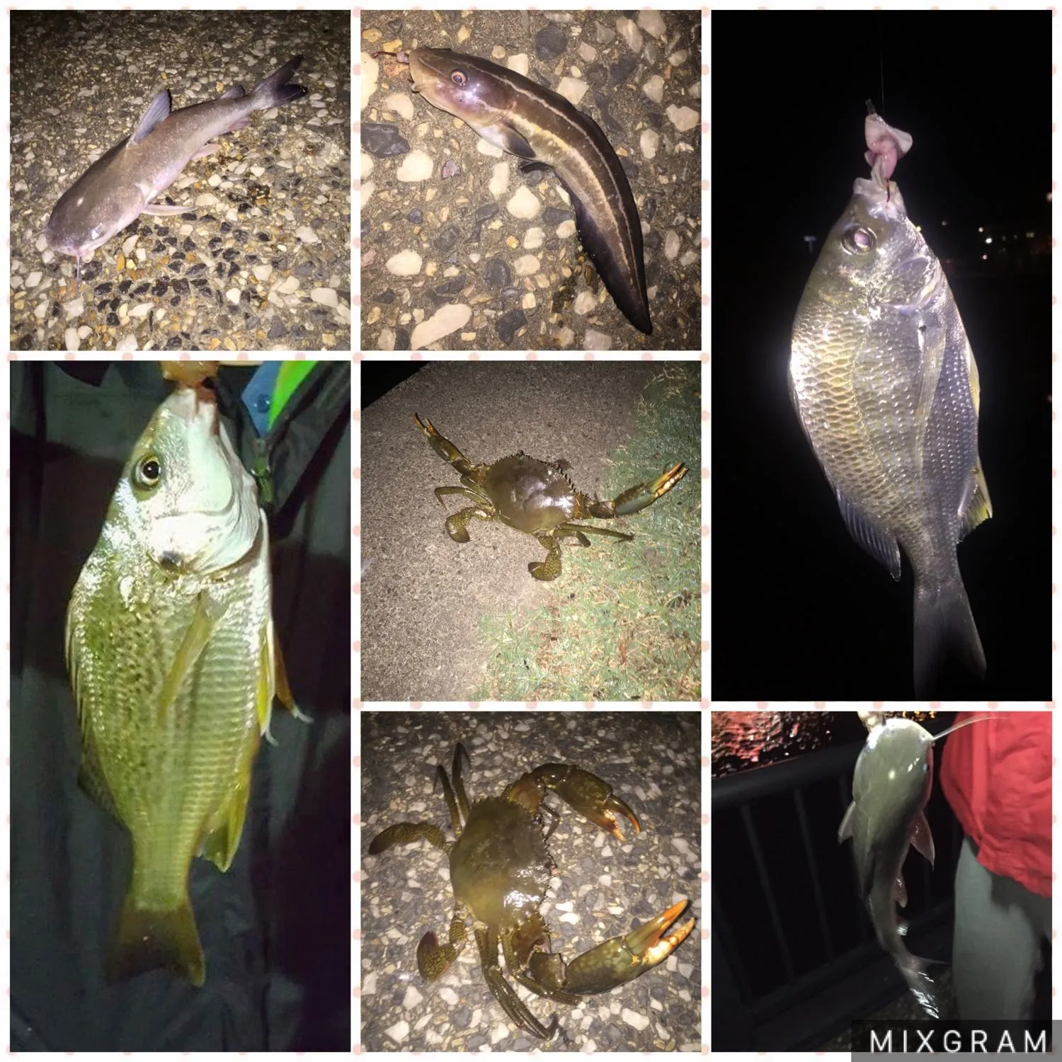 recently logged catches