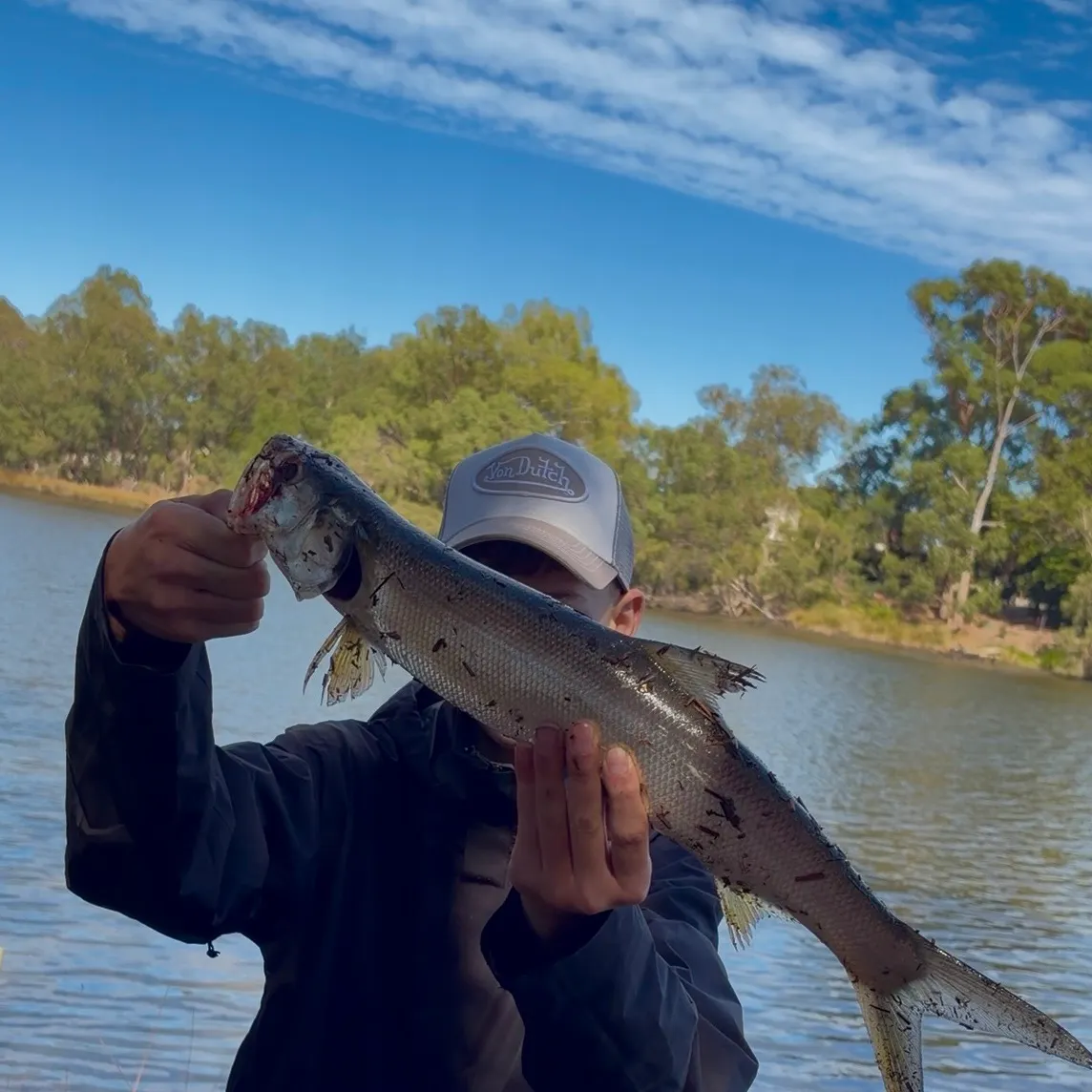 The most recent Hawaiian ladyfish catches on Fishbrain