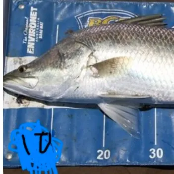 Barramundi caught on Fishbrain