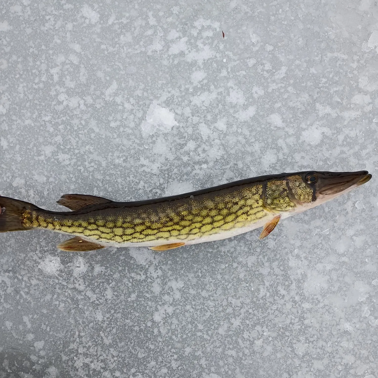 The most recent Chain pickerel catches on Fishbrain
