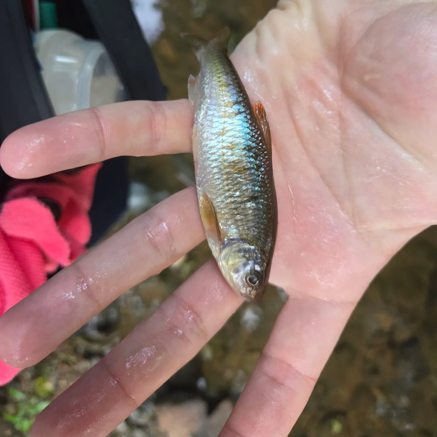 The most recent Striped shiner catches on Fishbrain