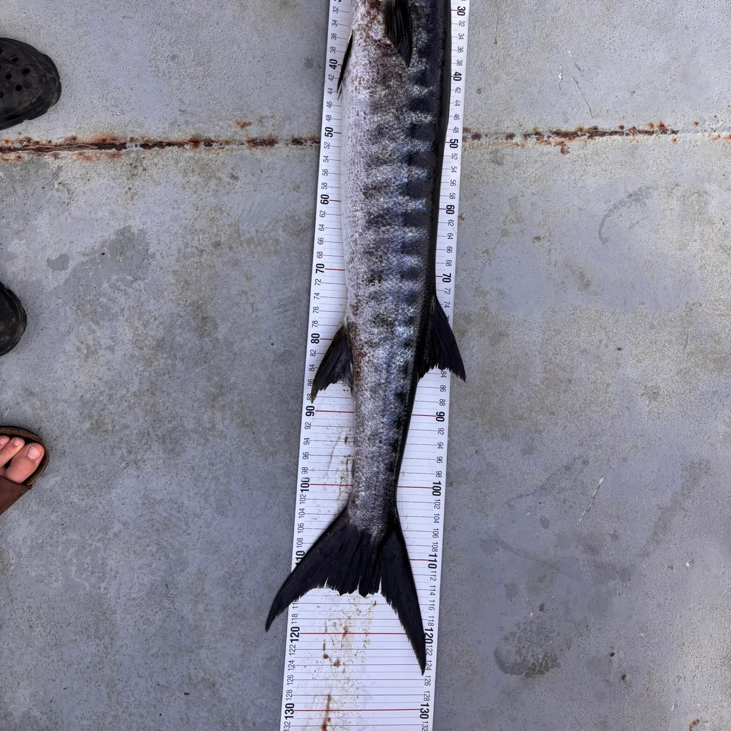 The most recent Blackfin barracuda catches on Fishbrain