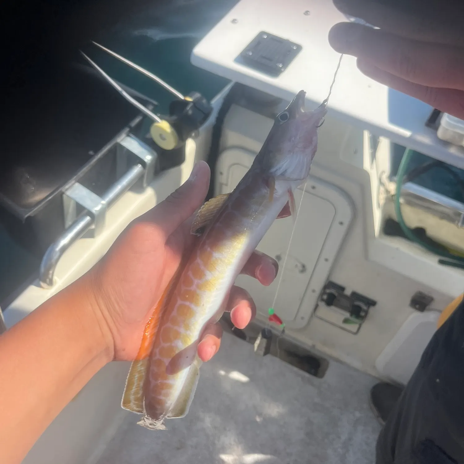 The most recent Common ling catches on Fishbrain