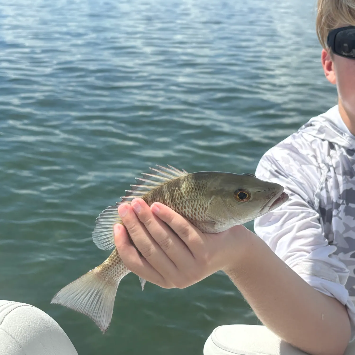 Mangrove snapper caught on Fishbrain