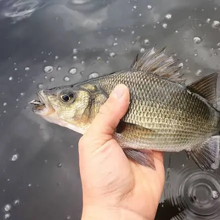 White perch caught on Fishbrain