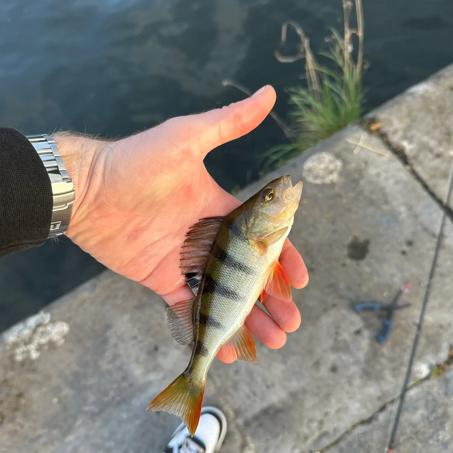 European perch caught on Fishbrain