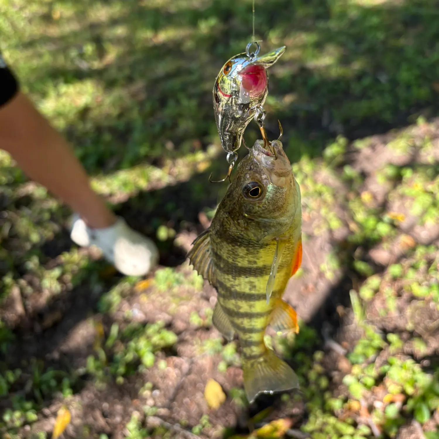 Yellow perch caught on Fishbrain