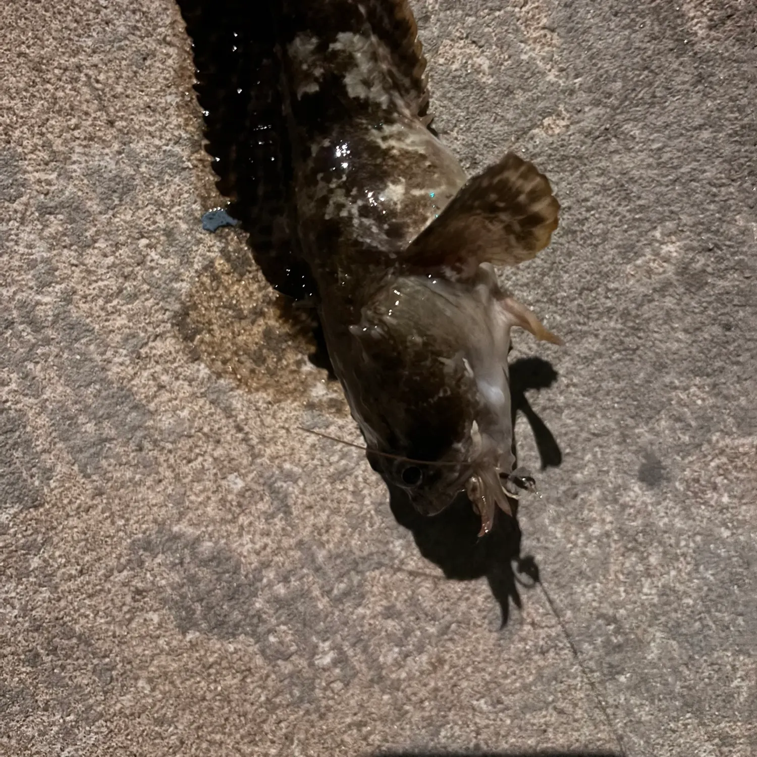 The most recent Gulf toadfish catches on Fishbrain