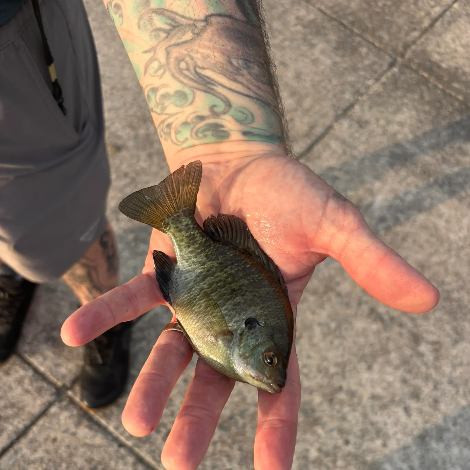 recently logged catches