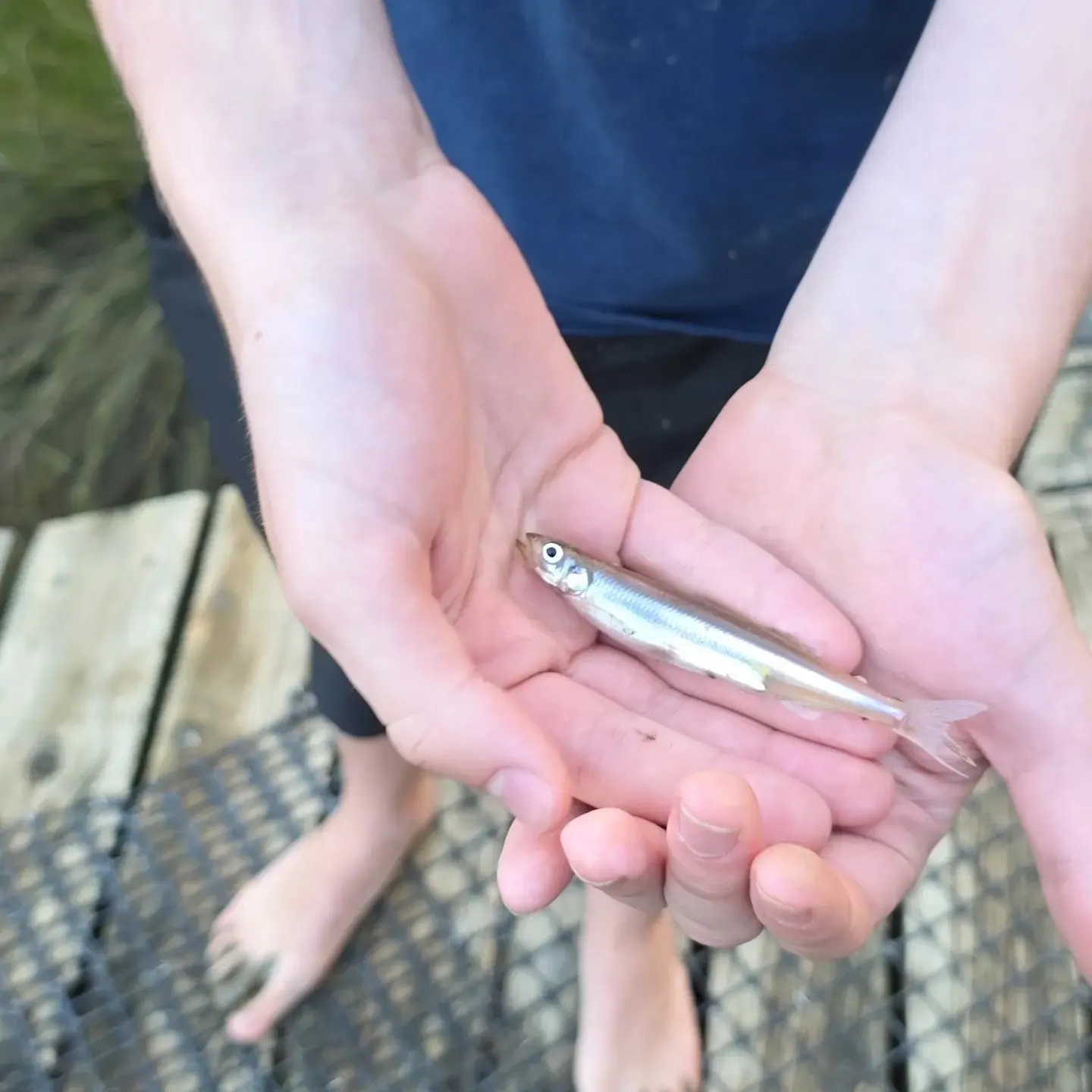 The most recent Suckermouth minnow catches on Fishbrain