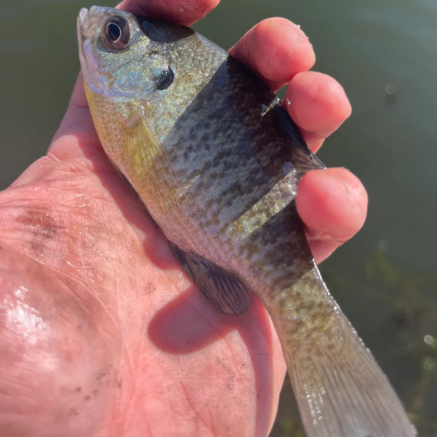Bluegill caught on Fishbrain