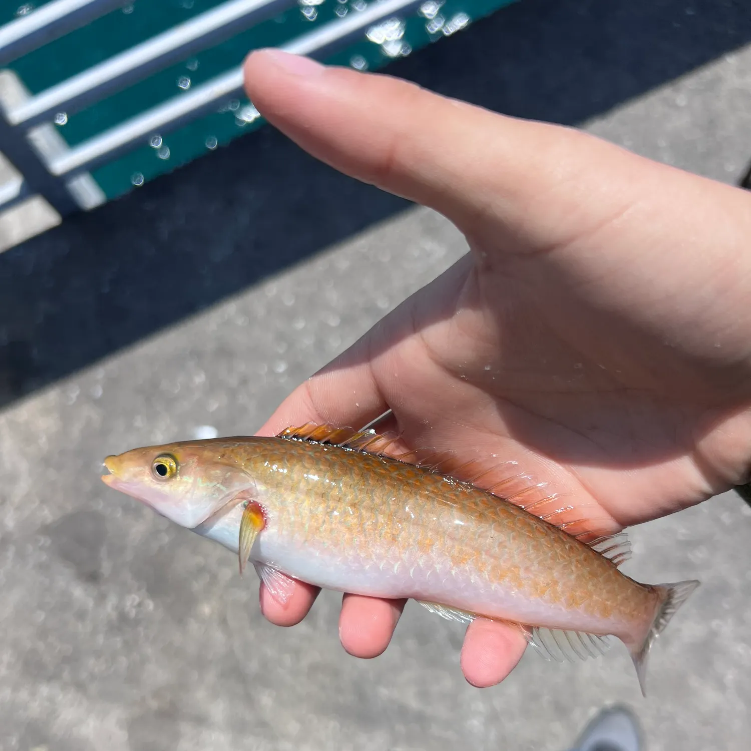 The most recent Señorita catches on Fishbrain