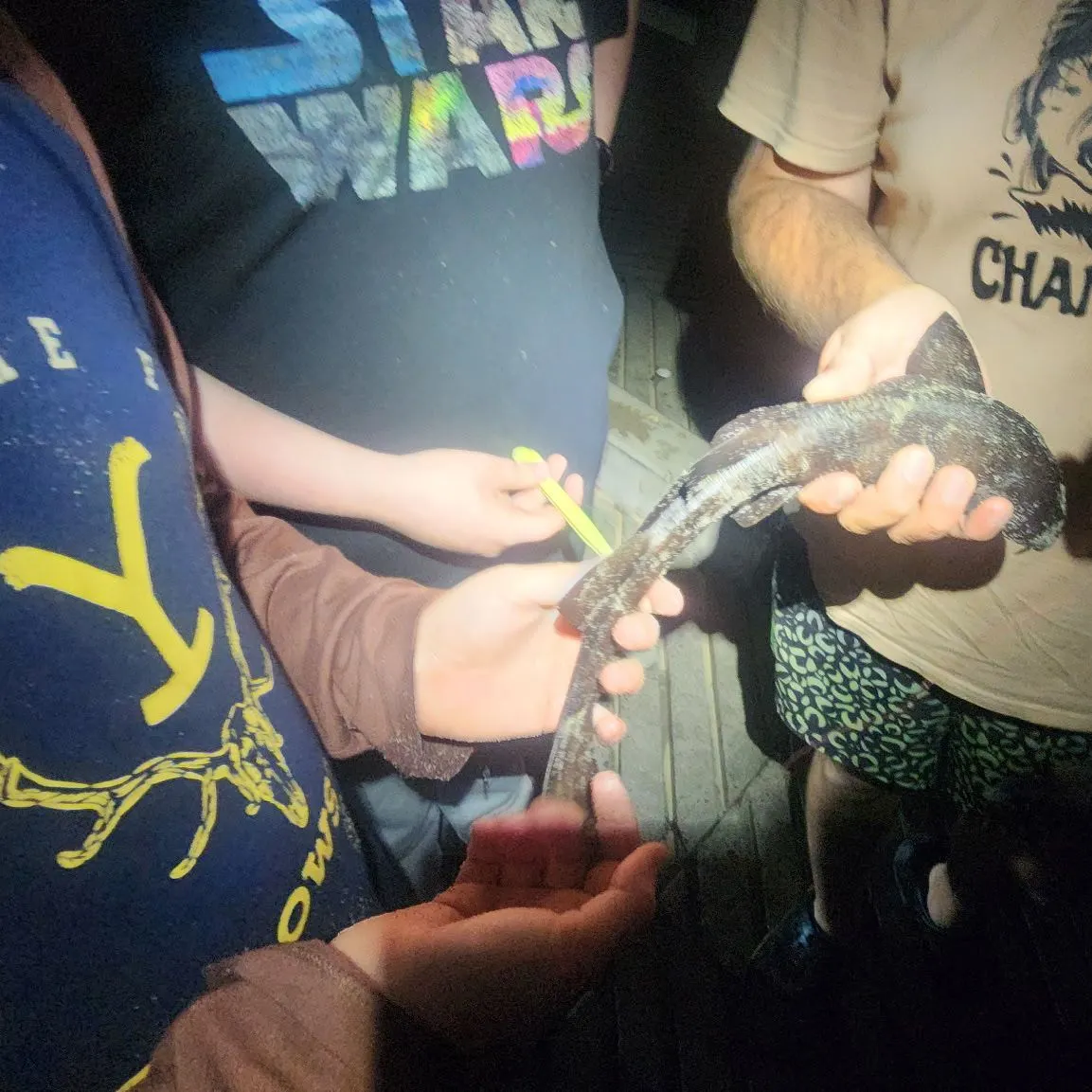 The most recent Tasselled wobbegong catches on Fishbrain