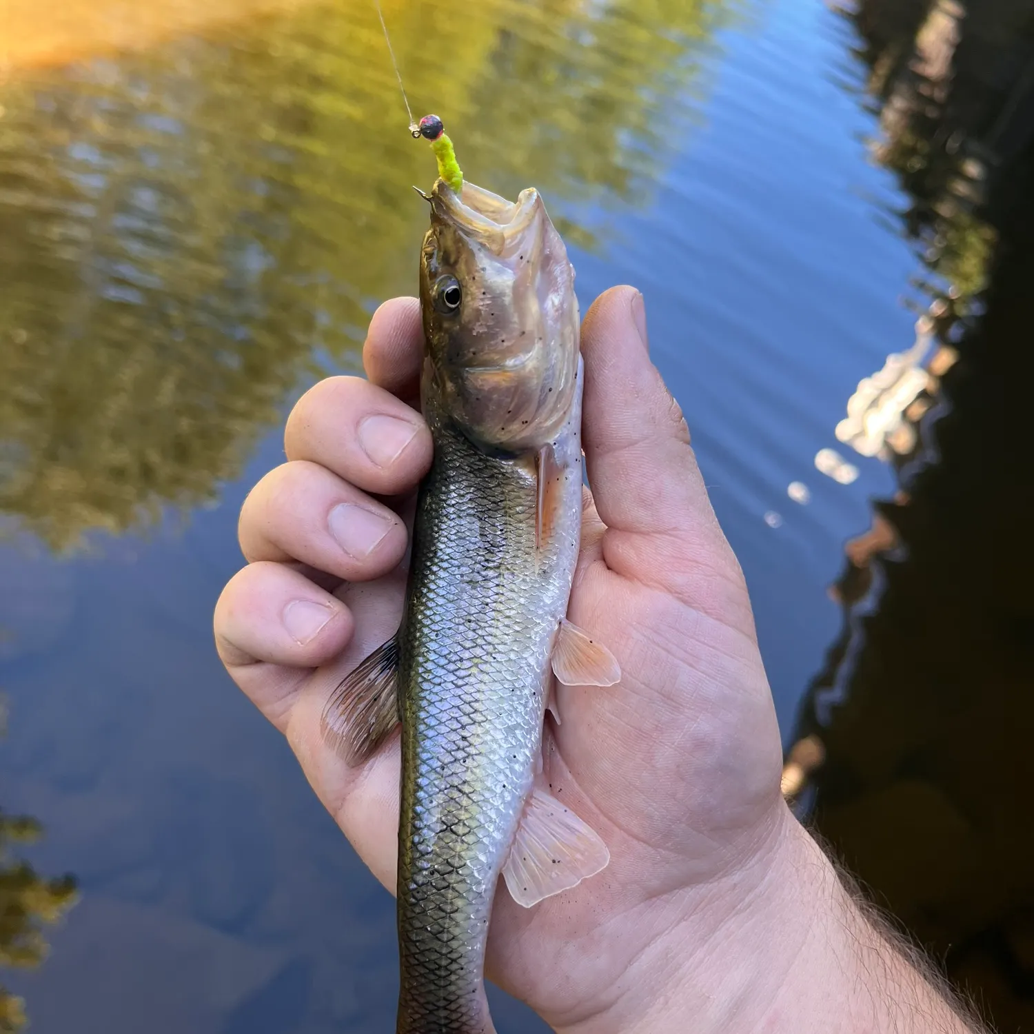 Creek chub caught on Fishbrain