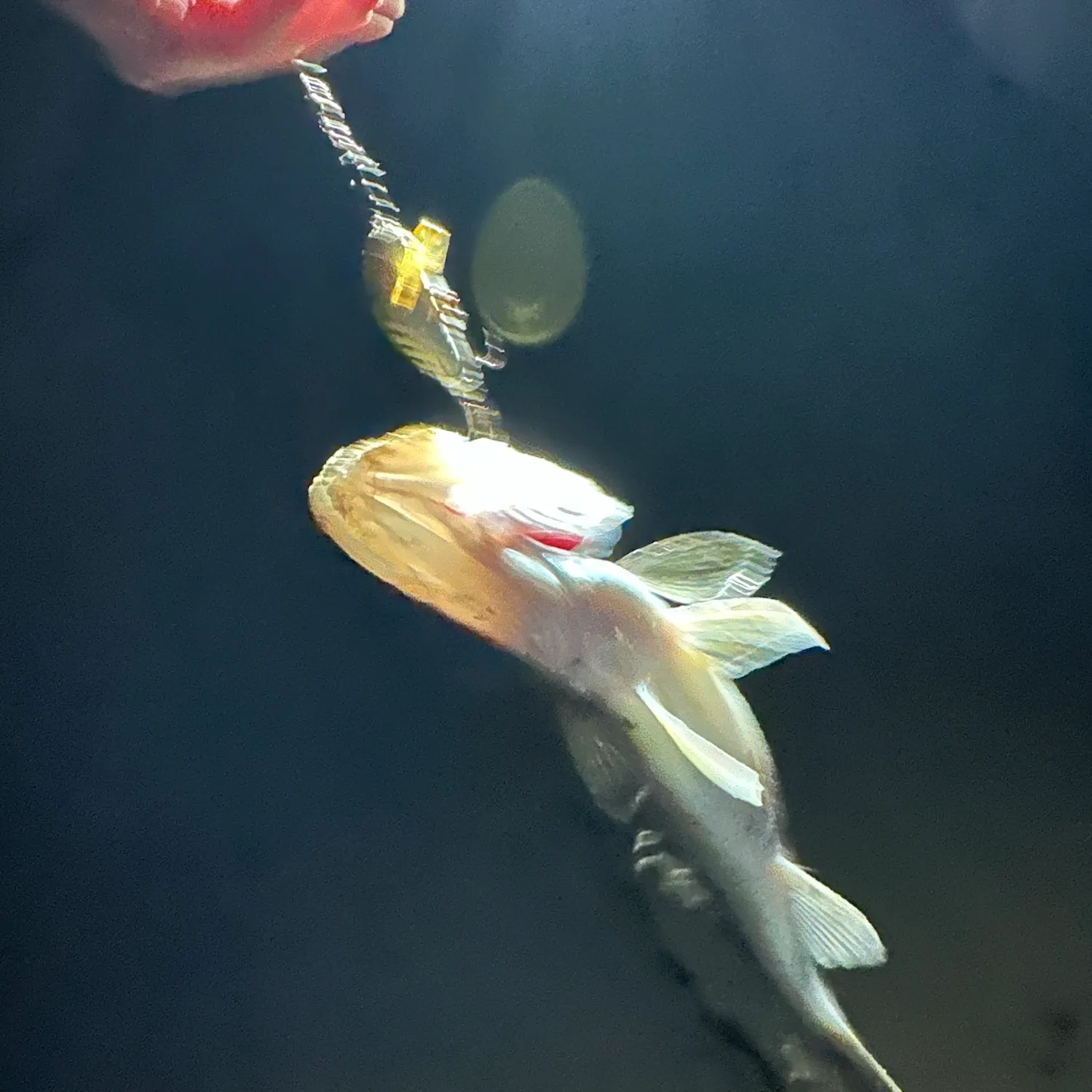 Walleye caught on Fishbrain
