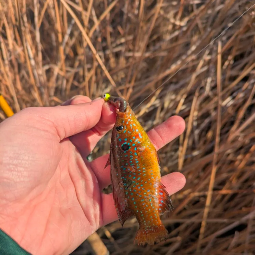 The most recent African Jewelfish catches on Fishbrain