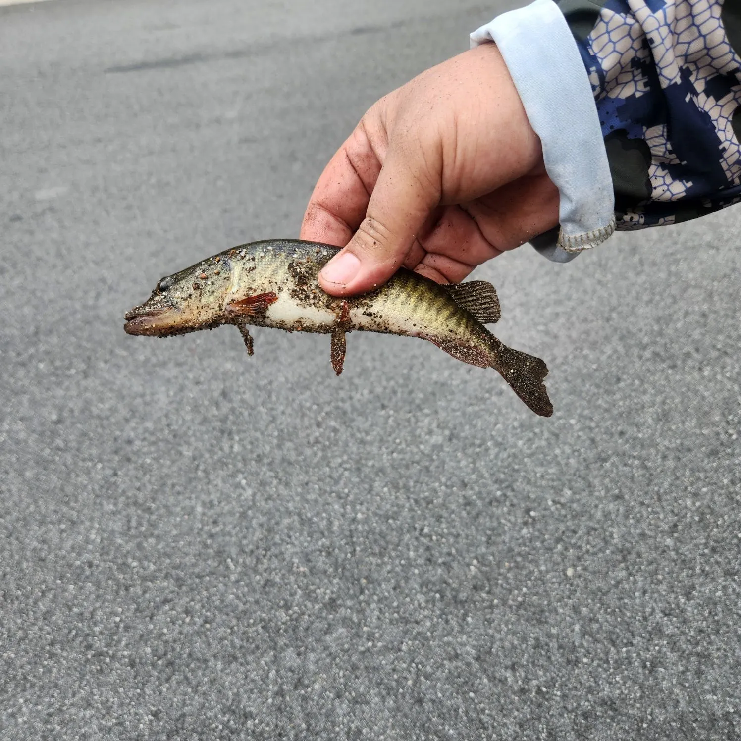 The most recent Redfin pickerel catches on Fishbrain