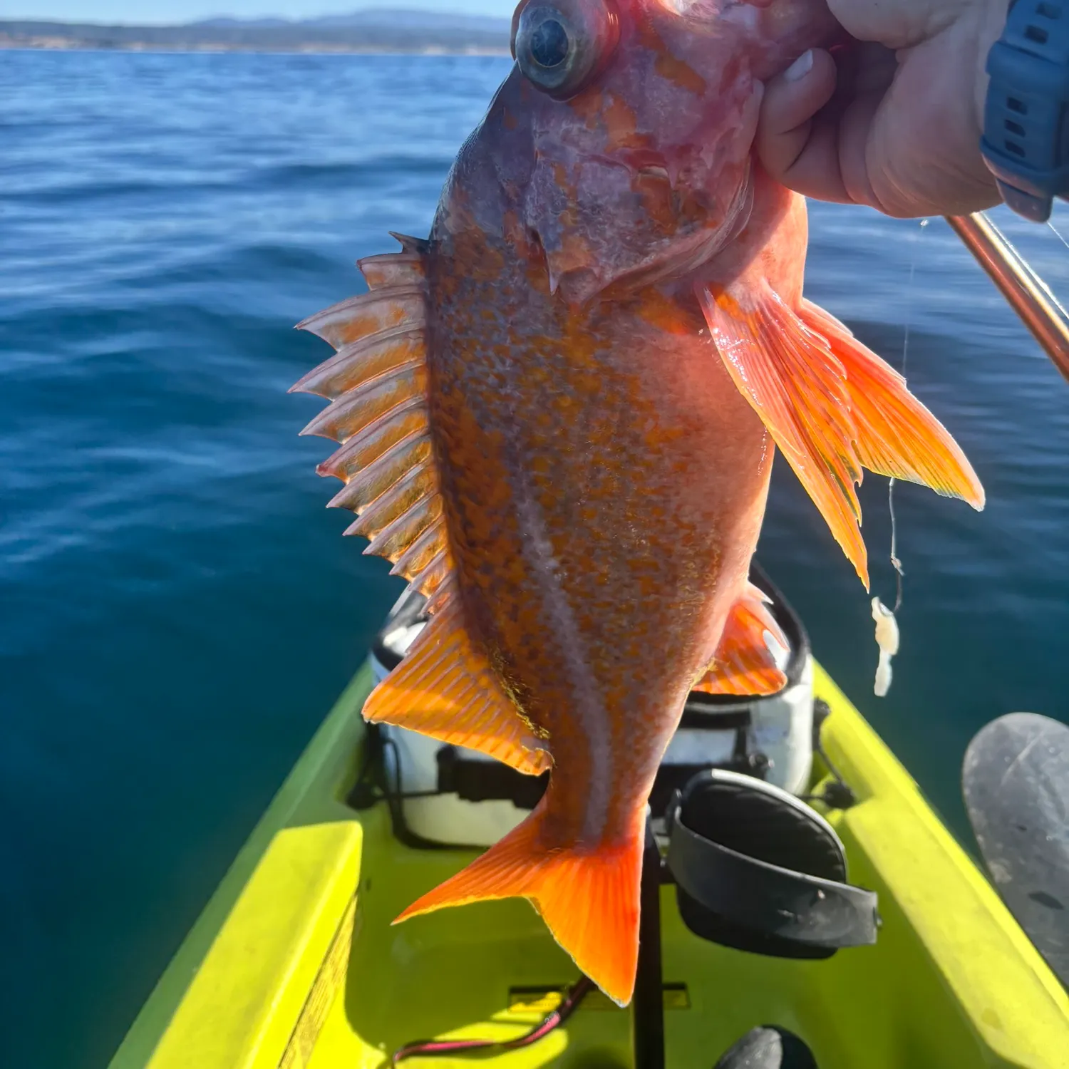 The most recent Canary rockfish catches on Fishbrain