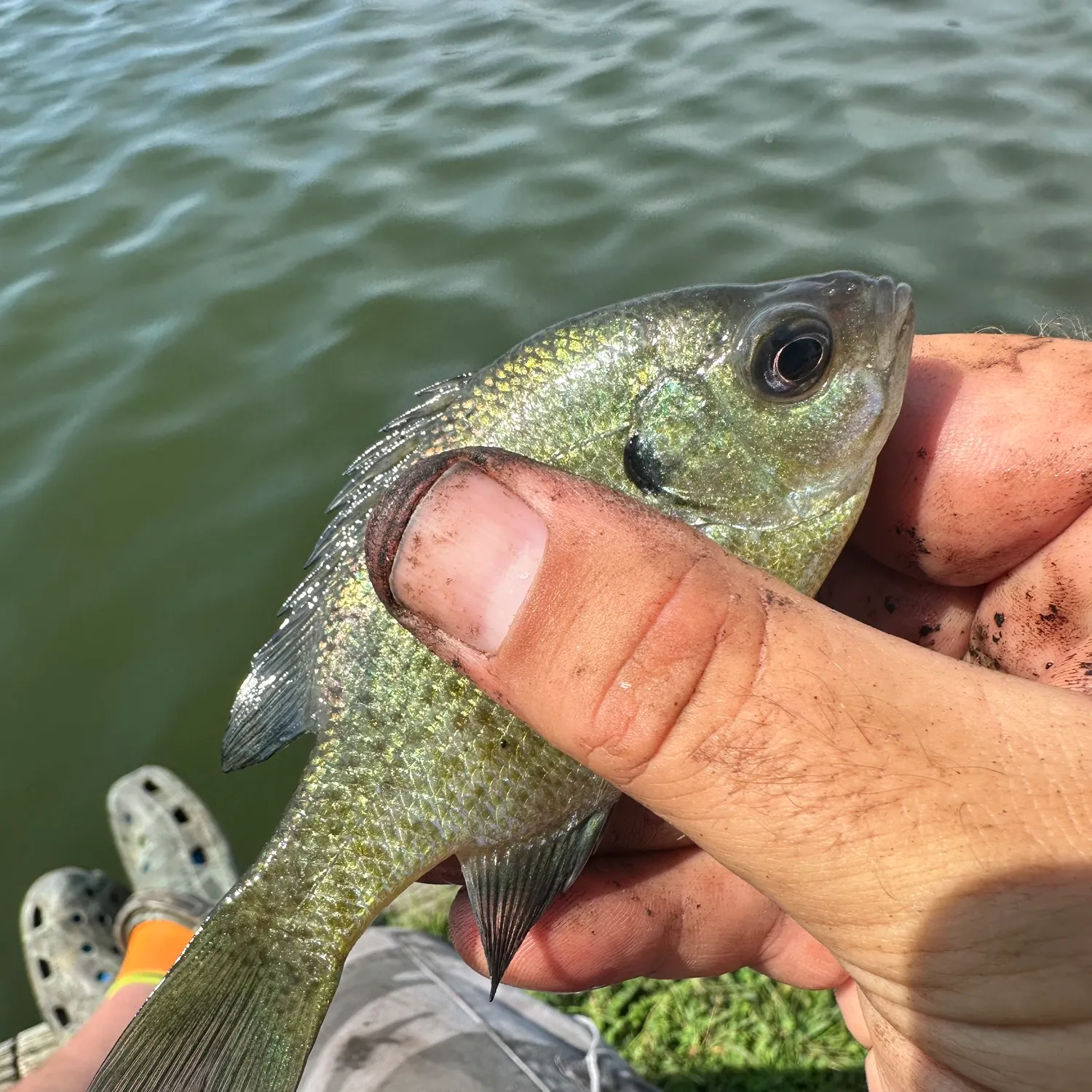 Bluegill caught on Fishbrain