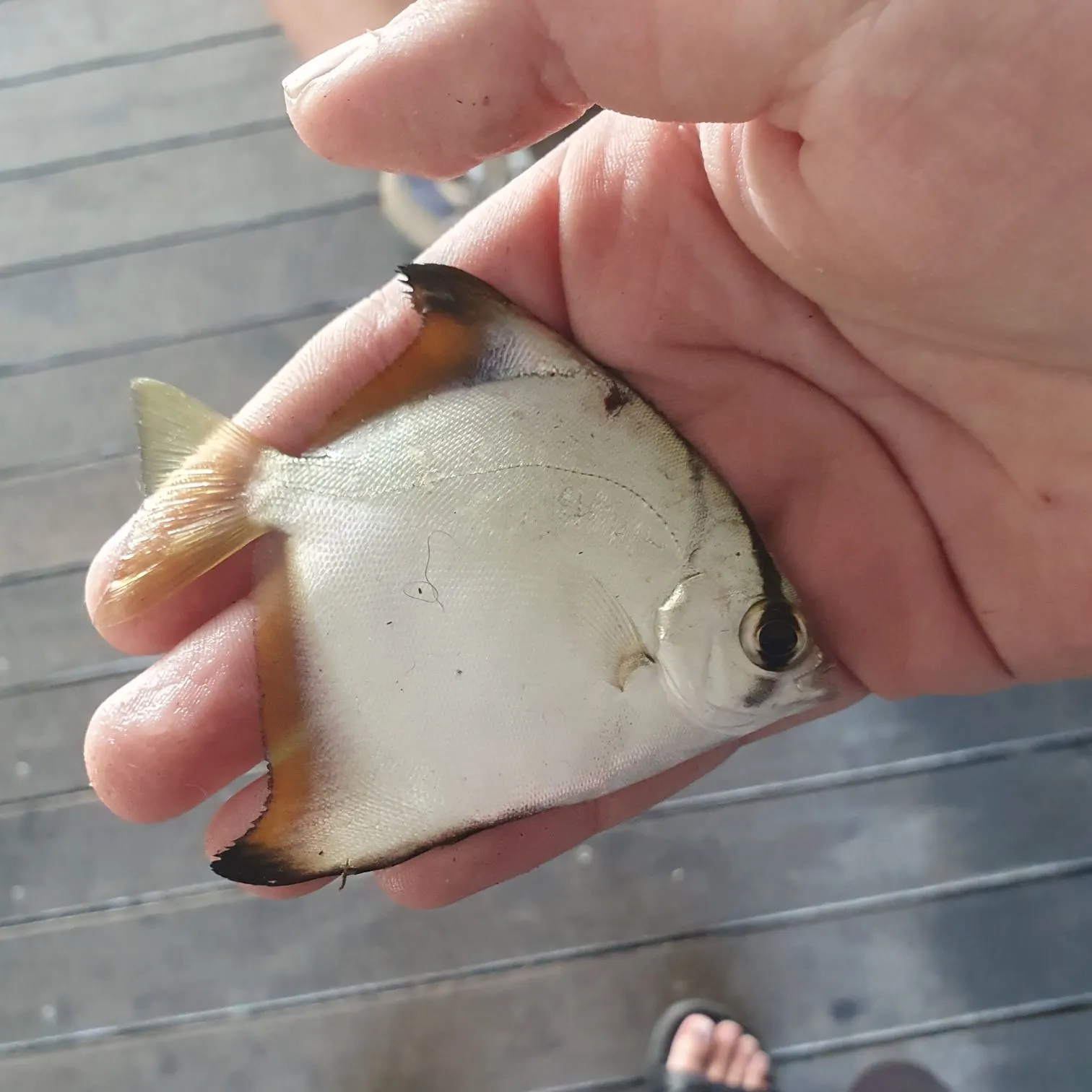The most recent Silver moony catches on Fishbrain