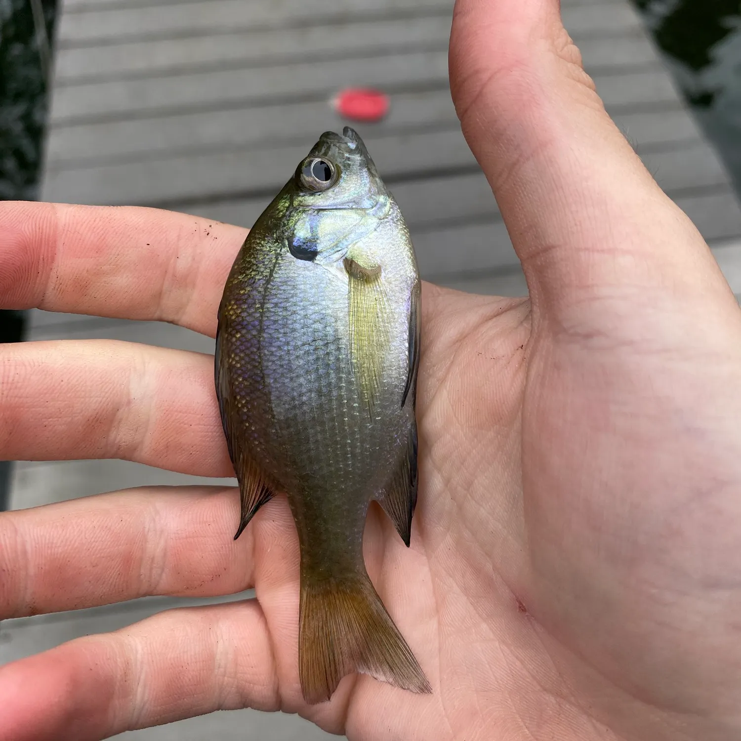 Bluegill caught on Fishbrain