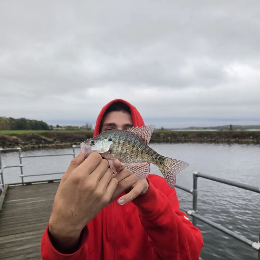 White crappie caught on Fishbrain