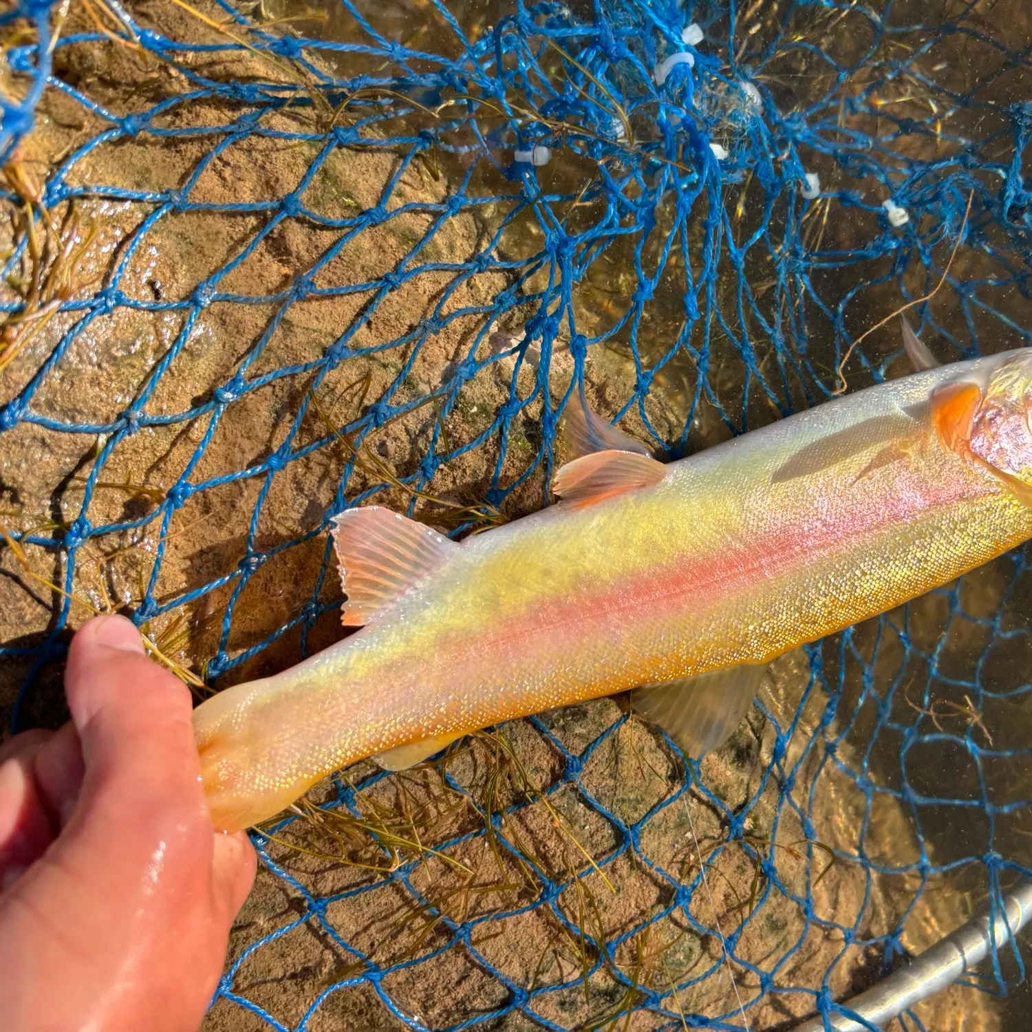 The most recent Golden rainbow trout catches on Fishbrain