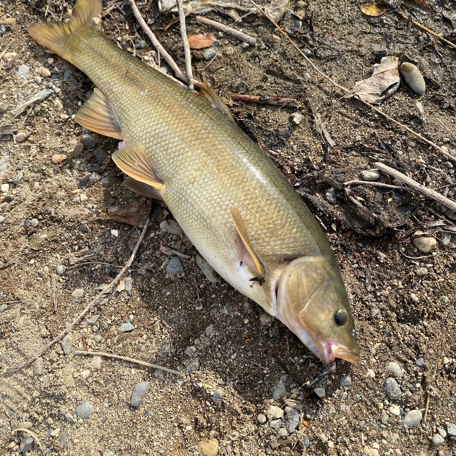 most liked catch image