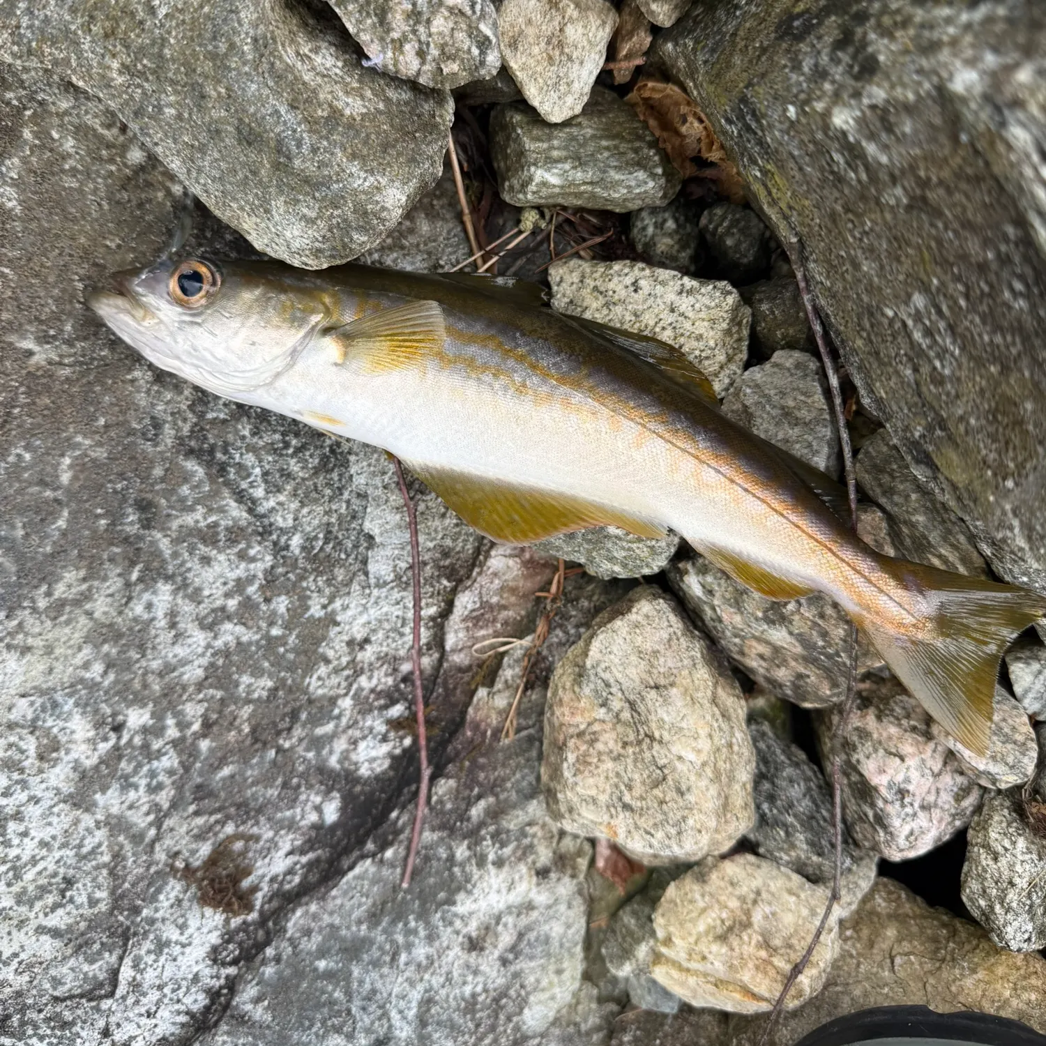 The most recent Pollack catches on Fishbrain