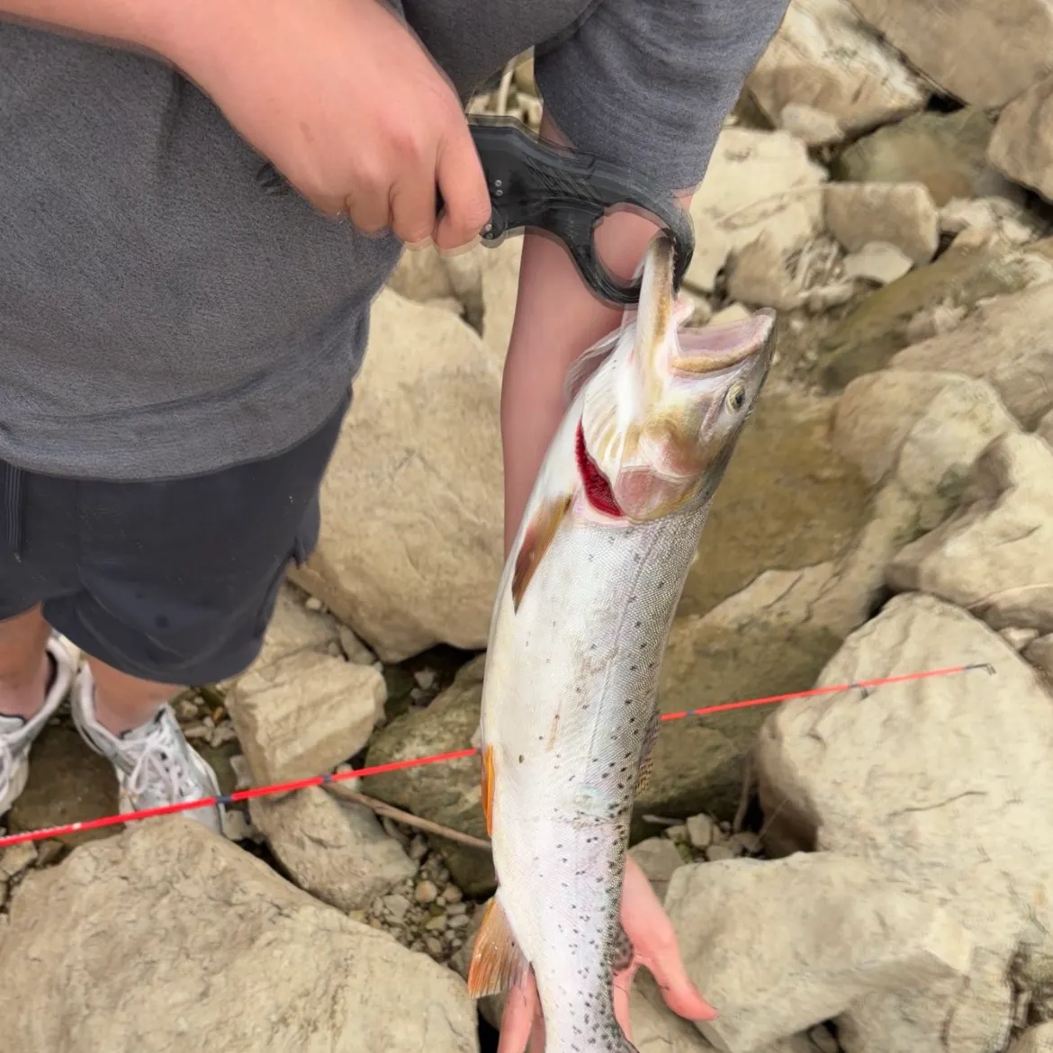 Cutthroat trout caught on Fishbrain