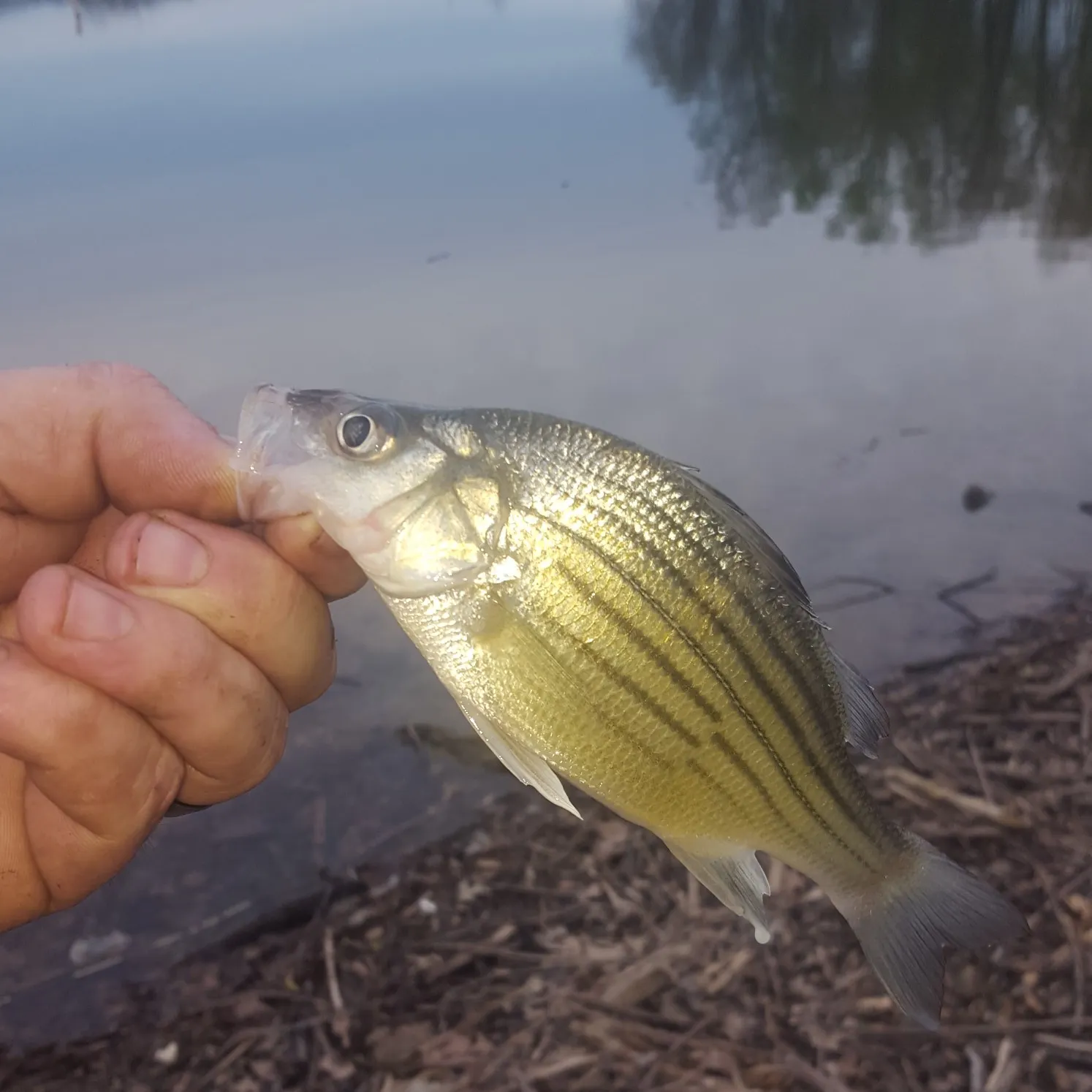 angler catch