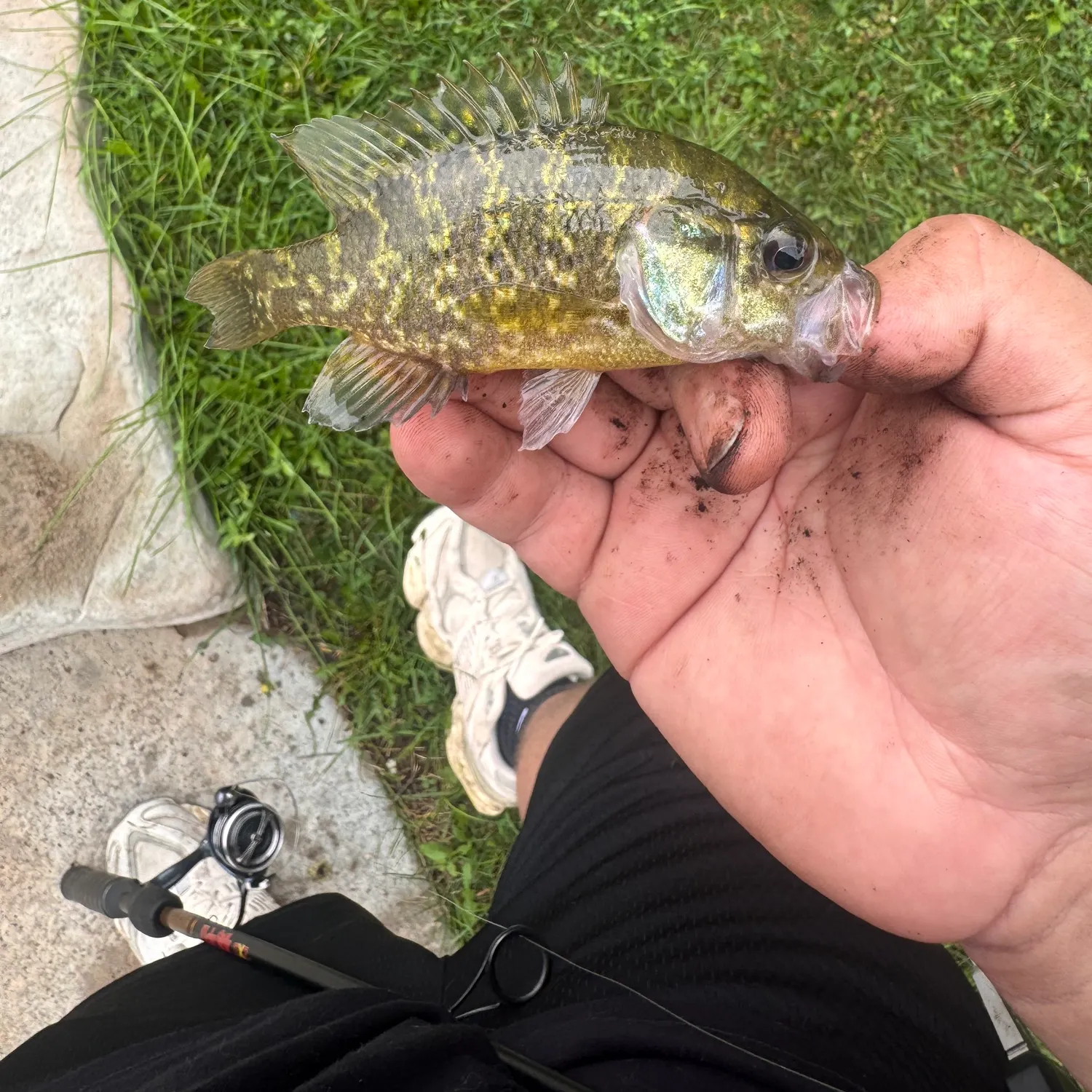 Warmouth caught on Fishbrain