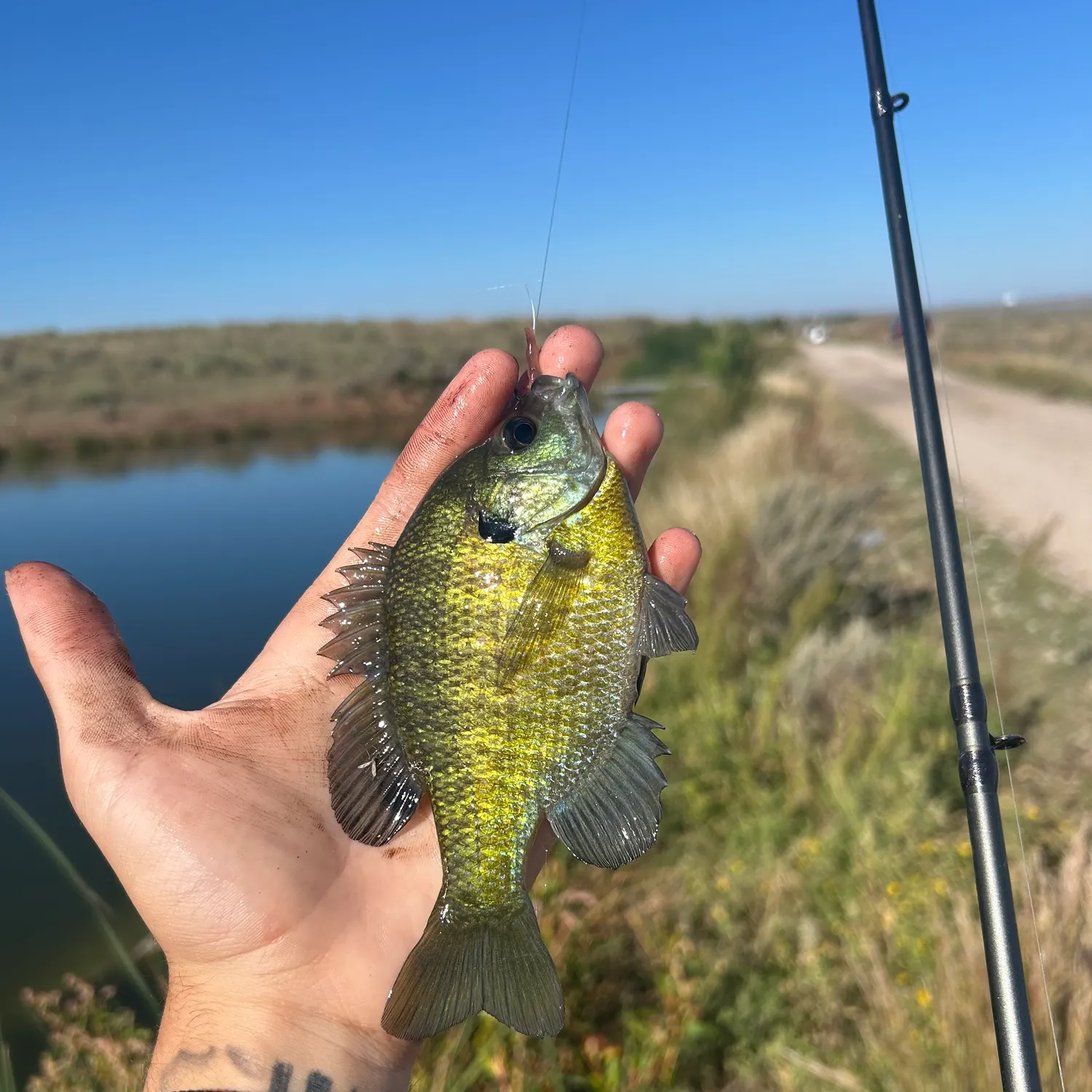 Bluegill caught on Fishbrain