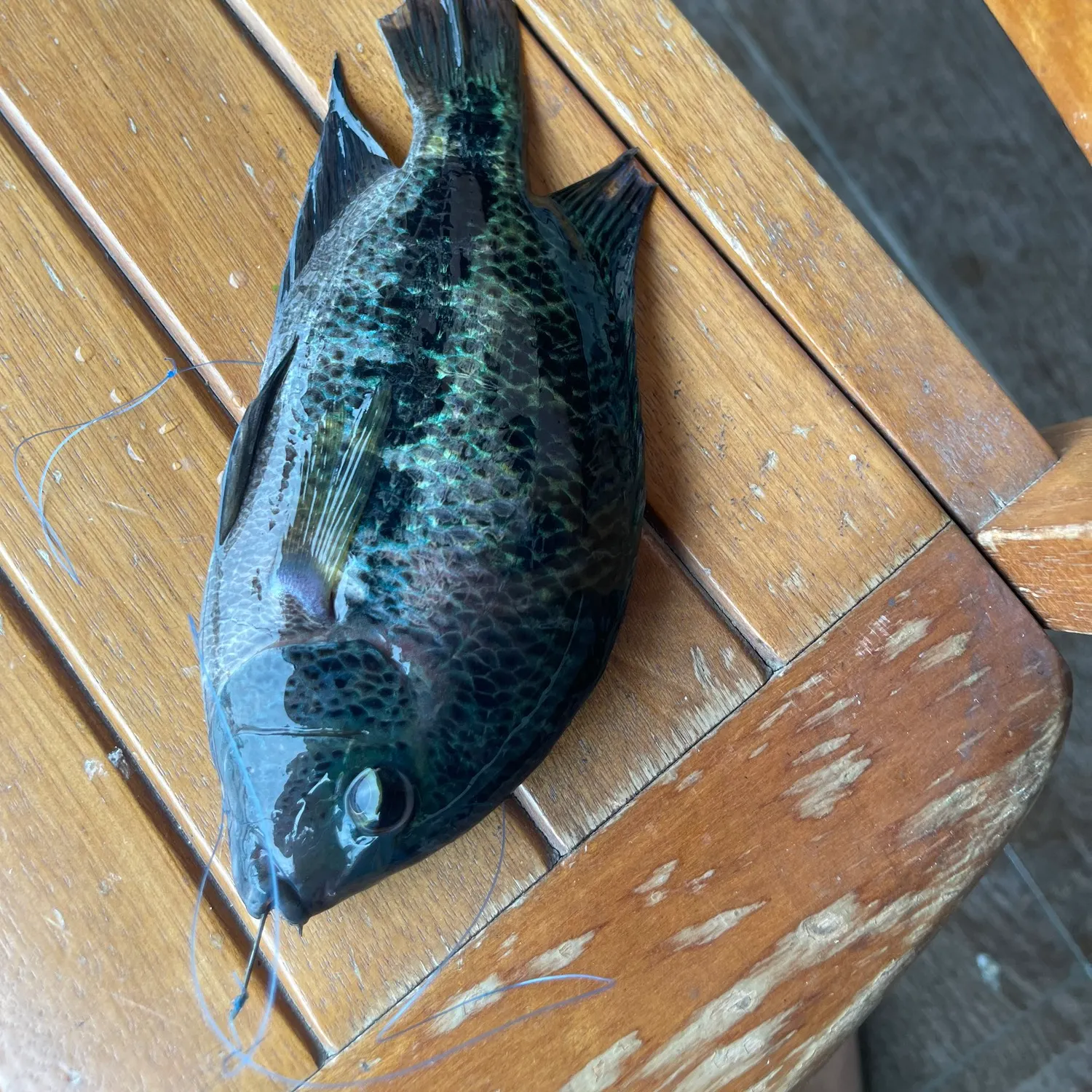 recently logged catches