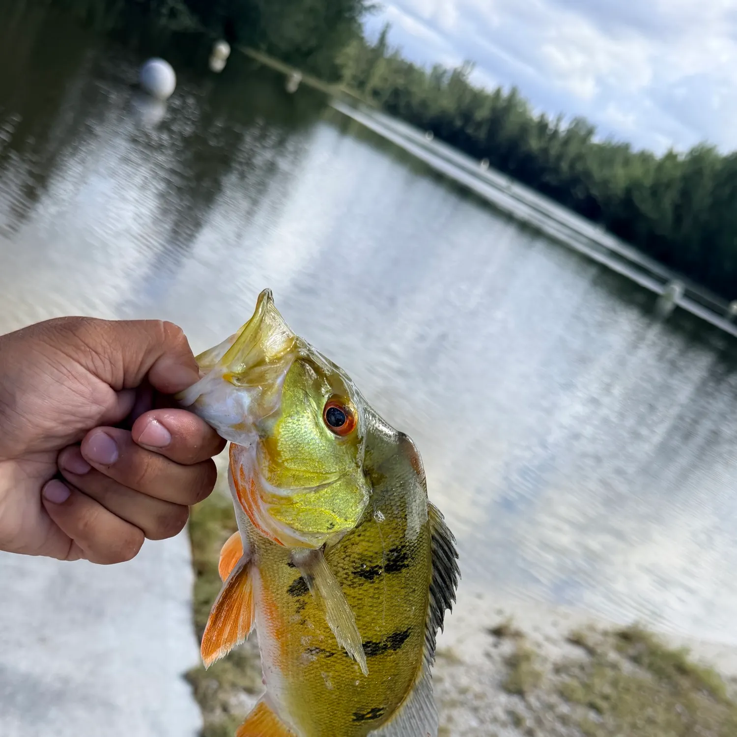 Butterfly peacock bass caught on Fishbrain