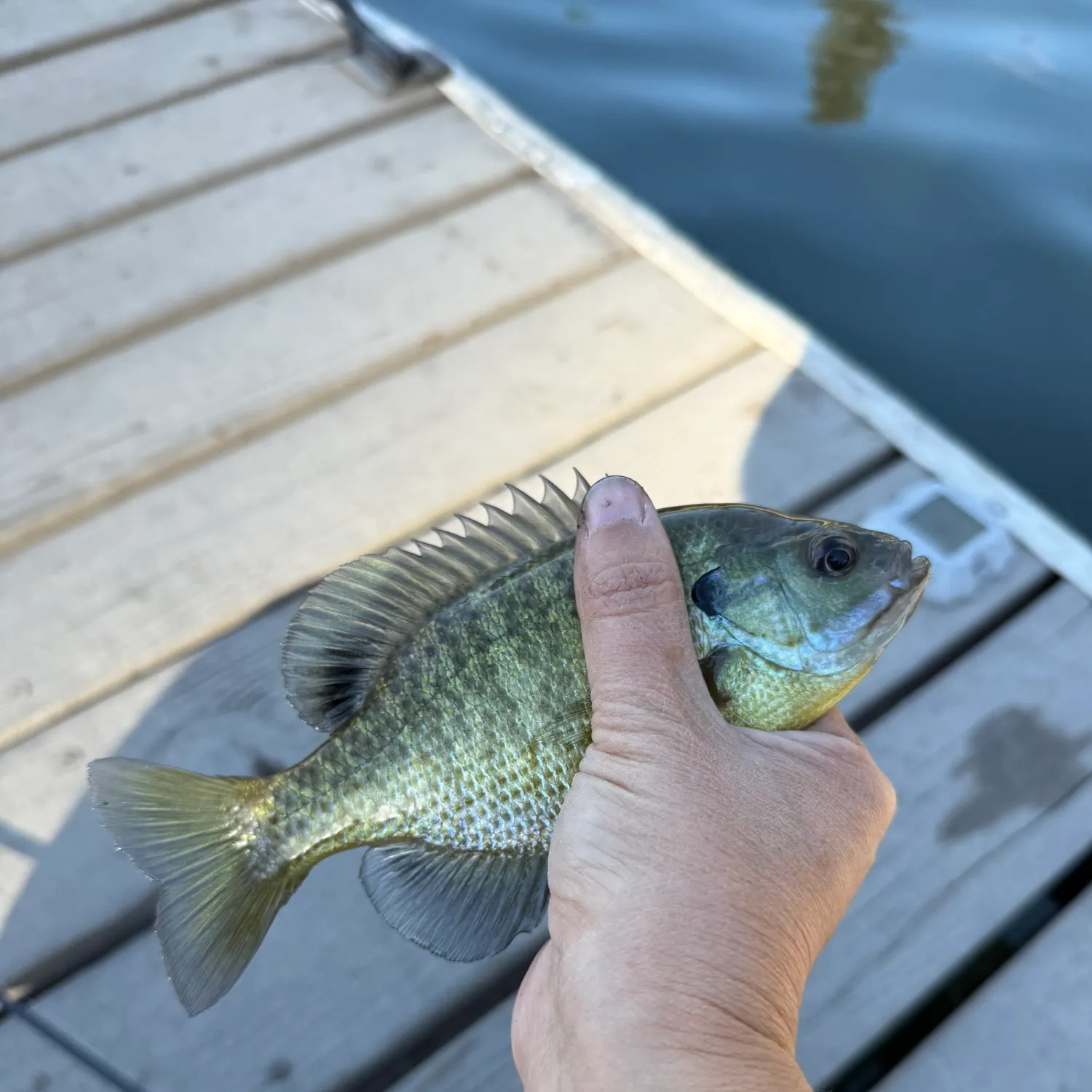 Bluegill caught on Fishbrain