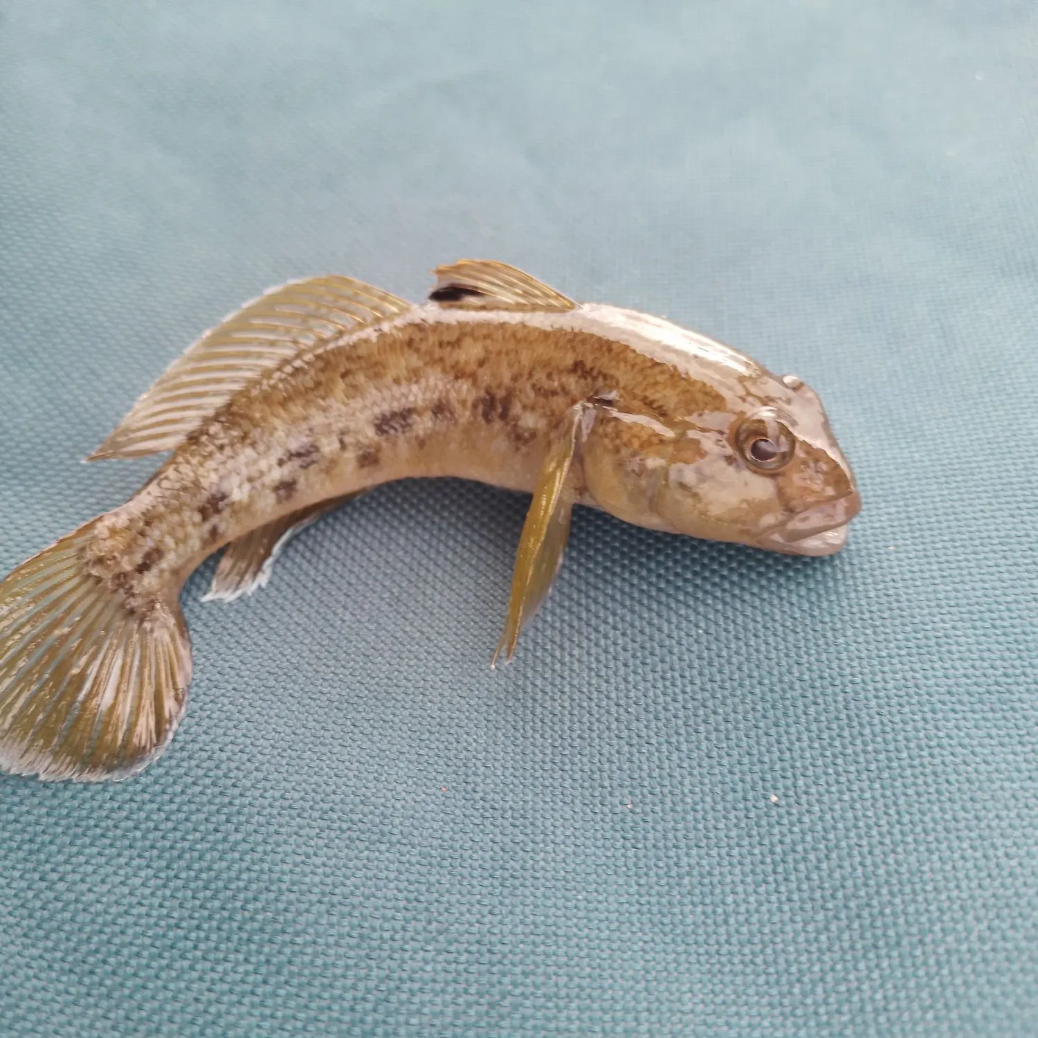 Round goby caught on Fishbrain