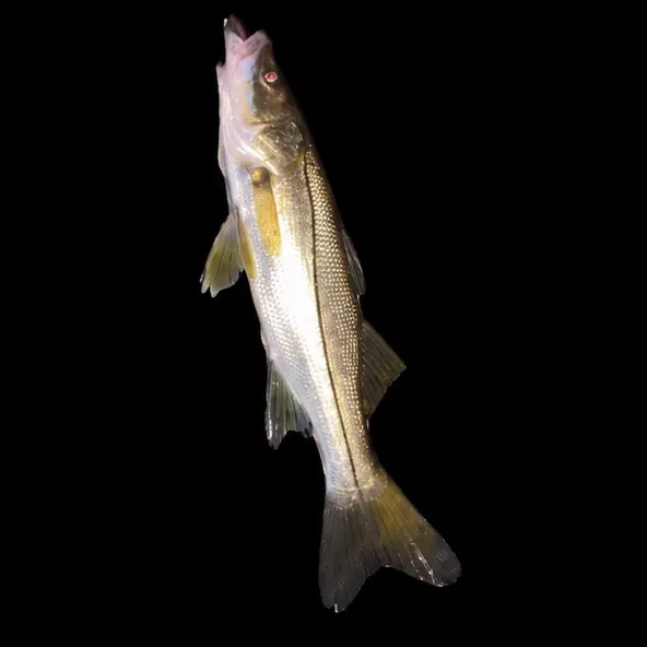 Common snook caught on Fishbrain