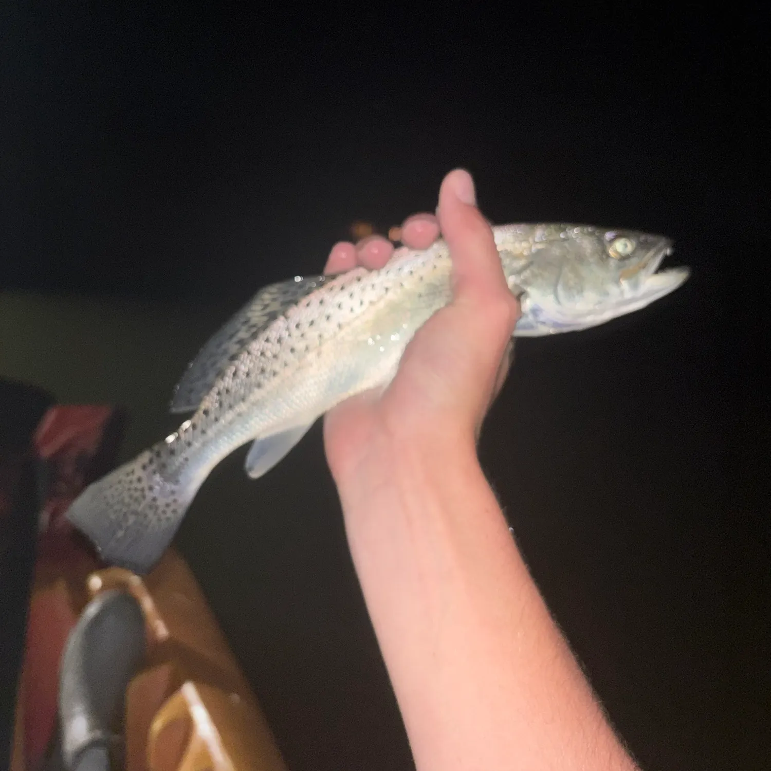 Spotted seatrout caught on Fishbrain